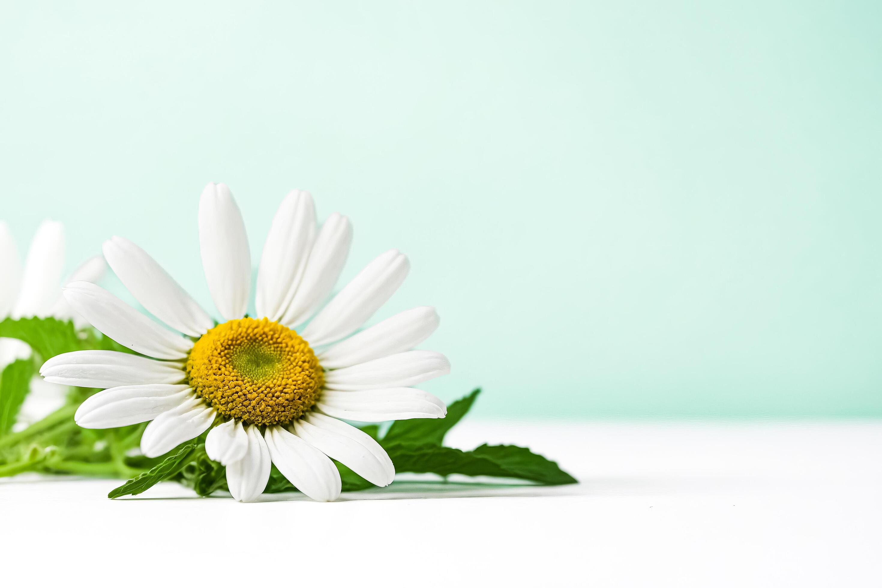 Single Daisy on a Mint Background Stock Free