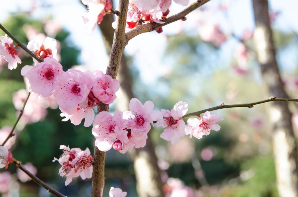 Pink blossom Sakura flowers with blue sky in a Japanese garden. Stock Free