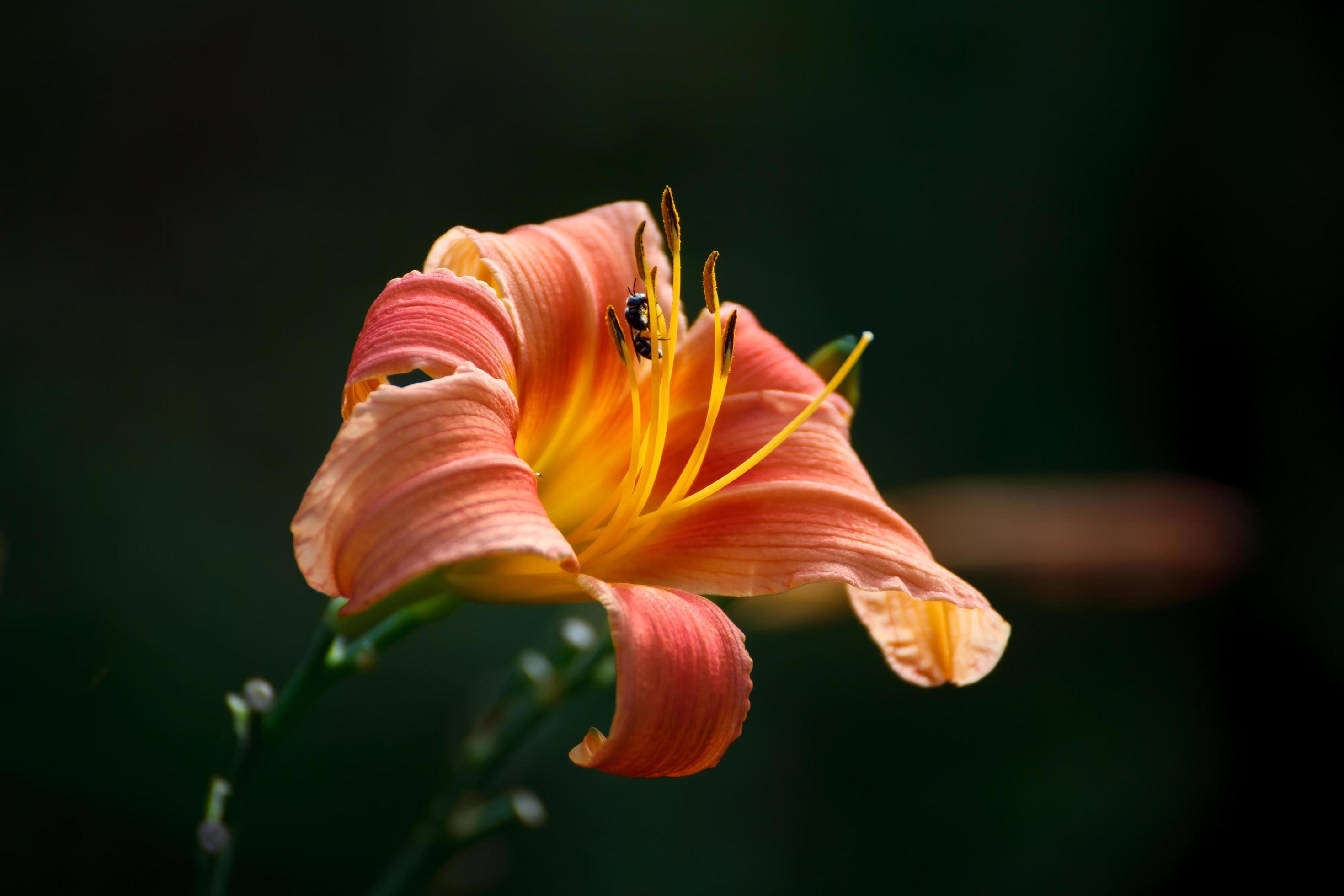 Close-up Bee collect pollen from lily flower Stock Free