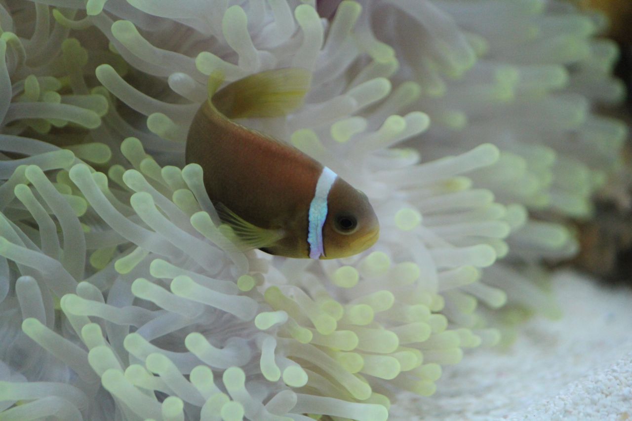 Clown Fish In Aquarium Stock Free