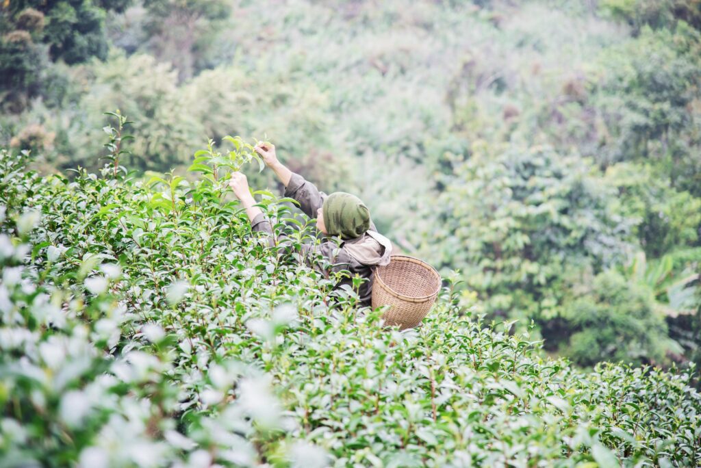 Man harvest pick fresh green tea leaves at high land tea field in Chiang Mai Thailand – local people with agriculture in high land nature concept Stock Free