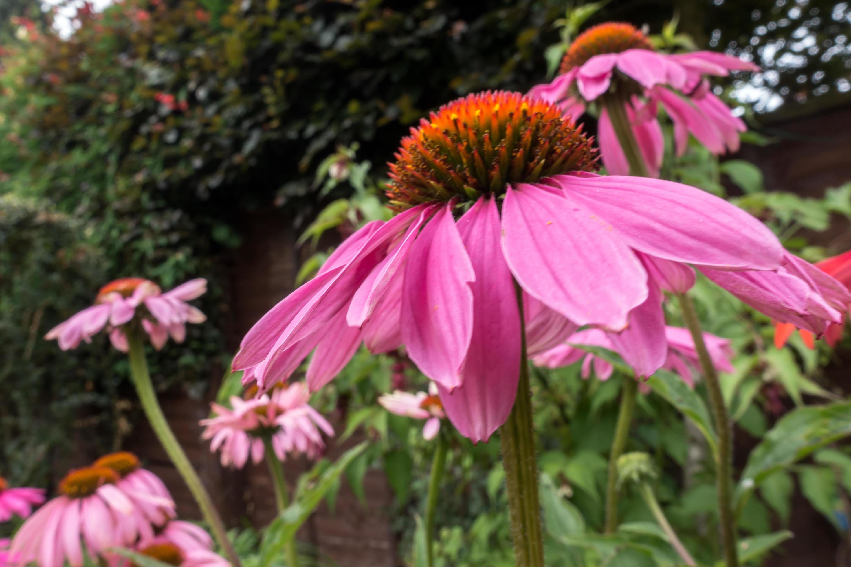 Pink Echinacea flowering in an English garden Stock Free