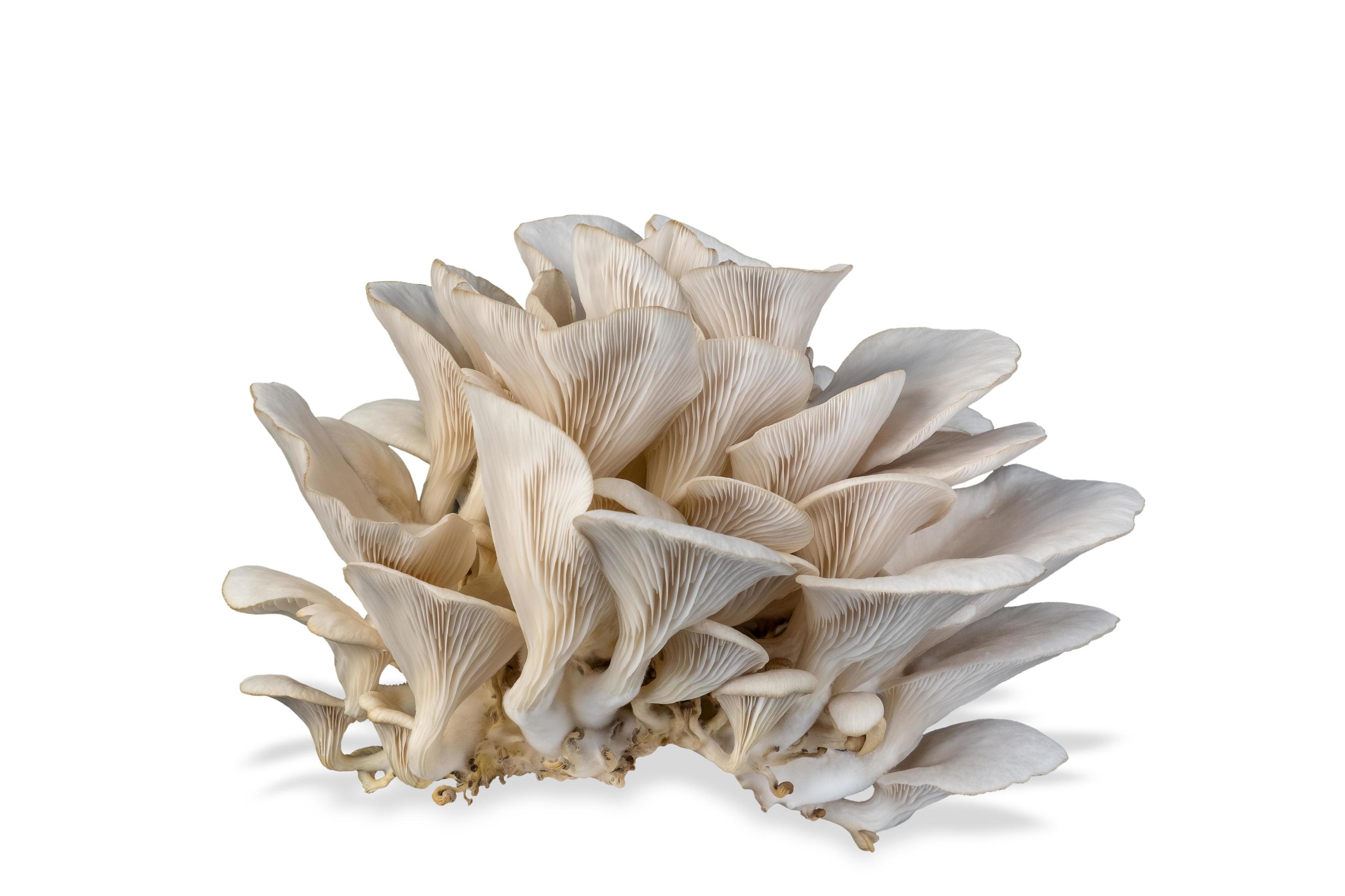 Oyster mushroom isolated on white background. Healthy plant based food diet lifestyle. Stock Free