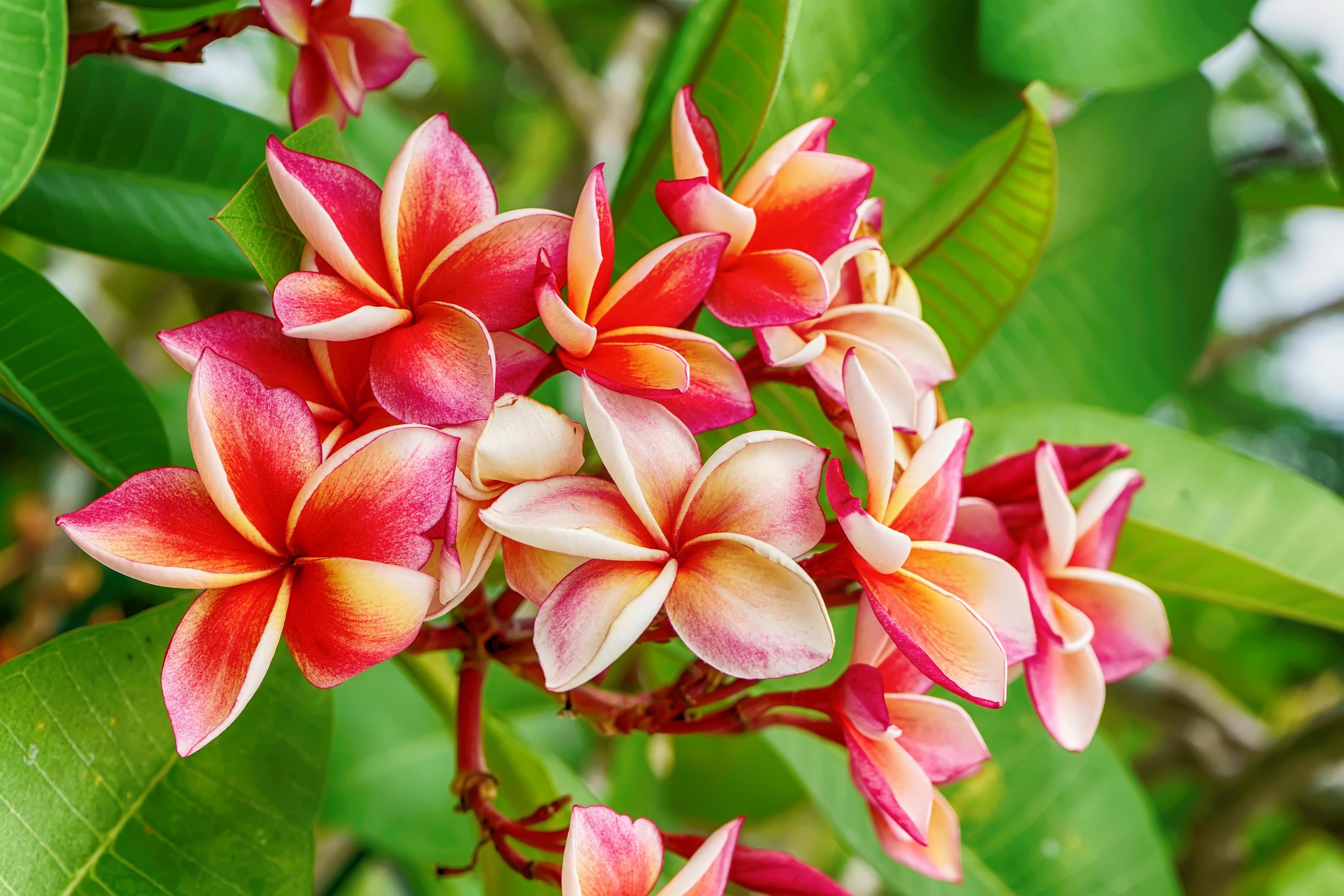 Plumeria flowers are so beautiful that popular in Thailand. Stock Free