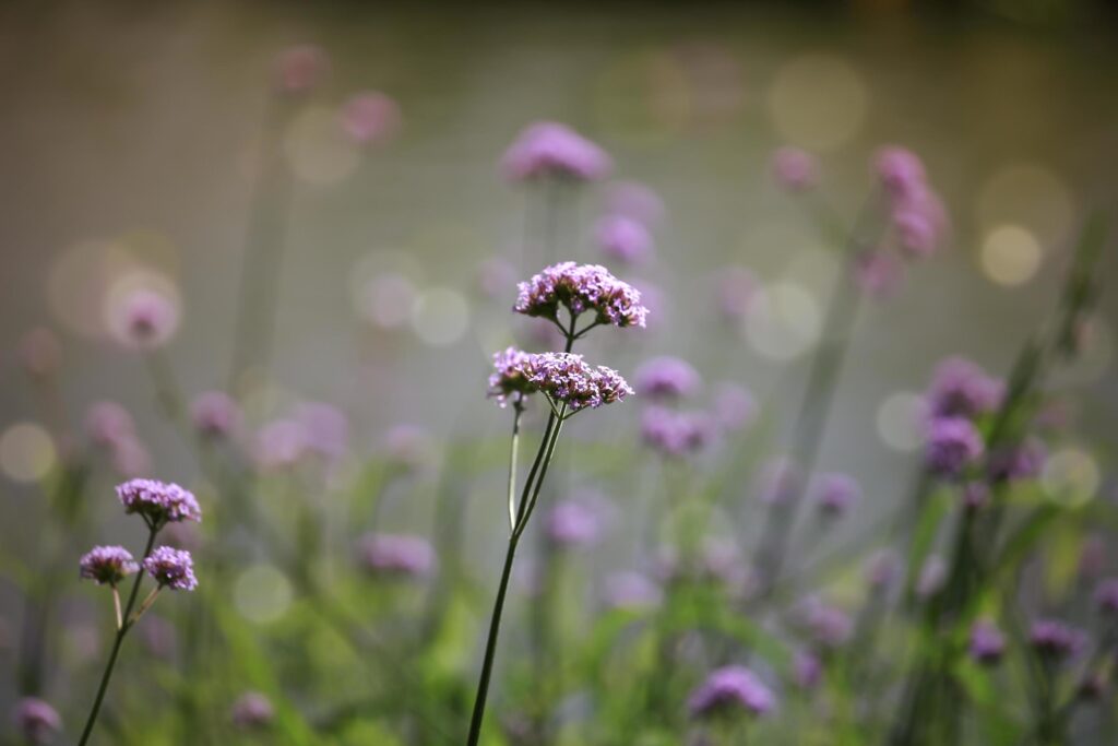 Verbena flower argentinian vervain or purpletop vervain beautiful purple flowers blooming in the meadow Stock Free