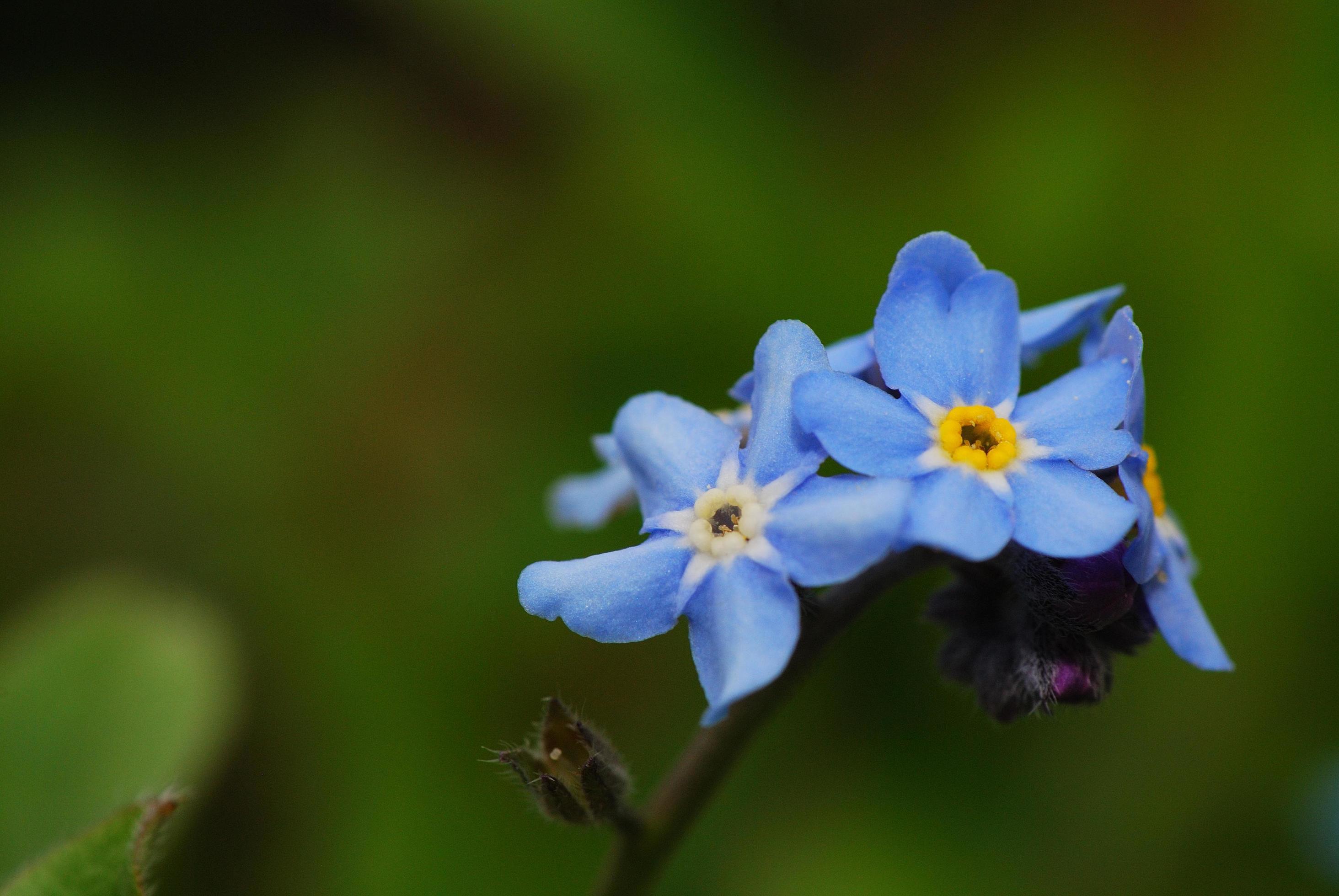 forget me not flower Stock Free