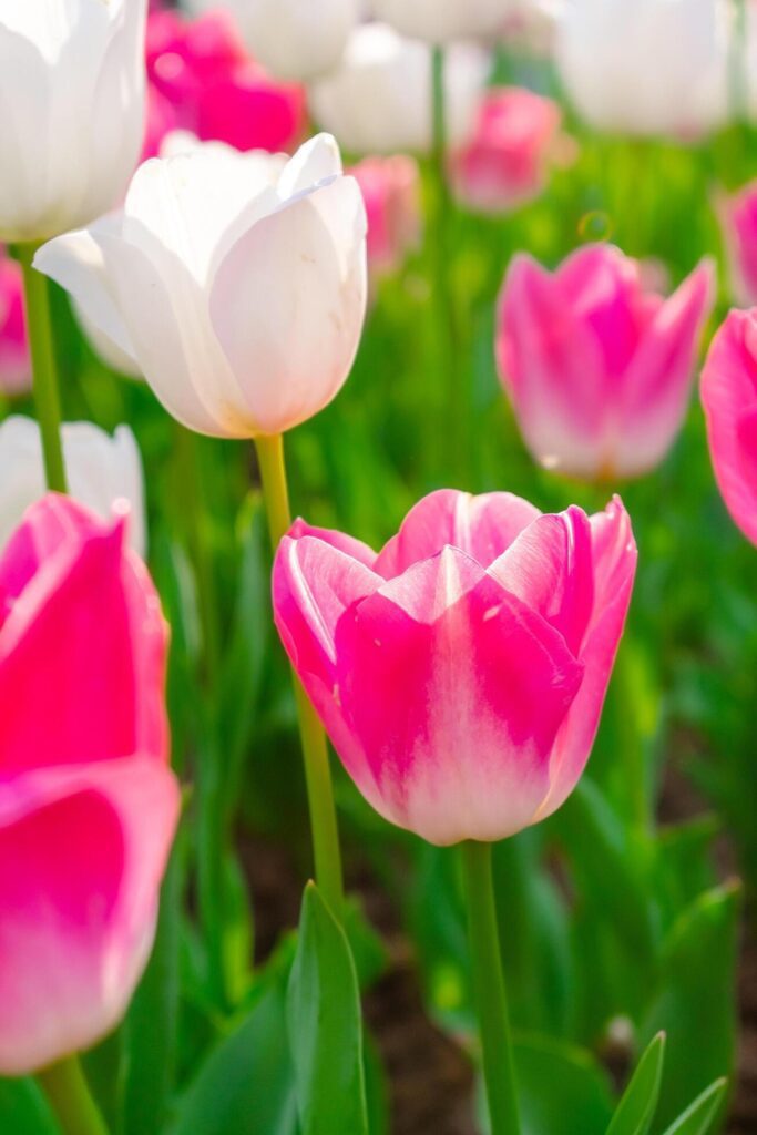 Background of many bright pink tulips. Floral background from a carpet of bright pink tulips. Stock Free