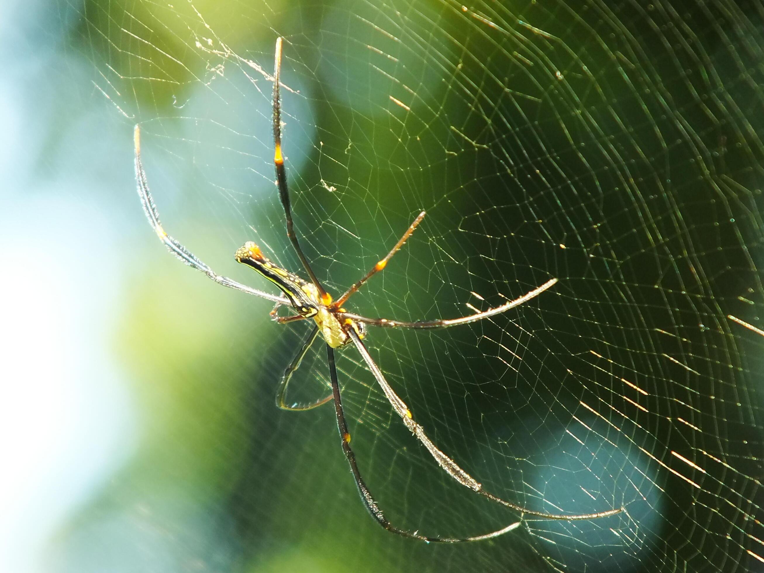 Spider in the cobweb with natural green forest background. A large spider waits patiently in its web for some prey Stock Free