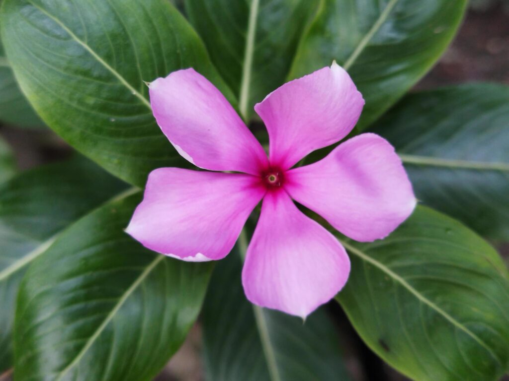 Catharanthus roseus, Periwinkle beautiful pink flower, Belongs to the flowering plant family Apocynaceae Stock Free