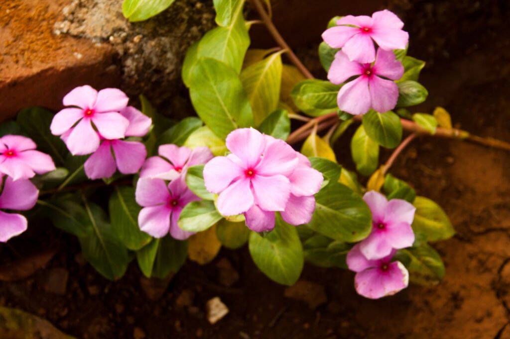 Small Pink Flowers Stock Free