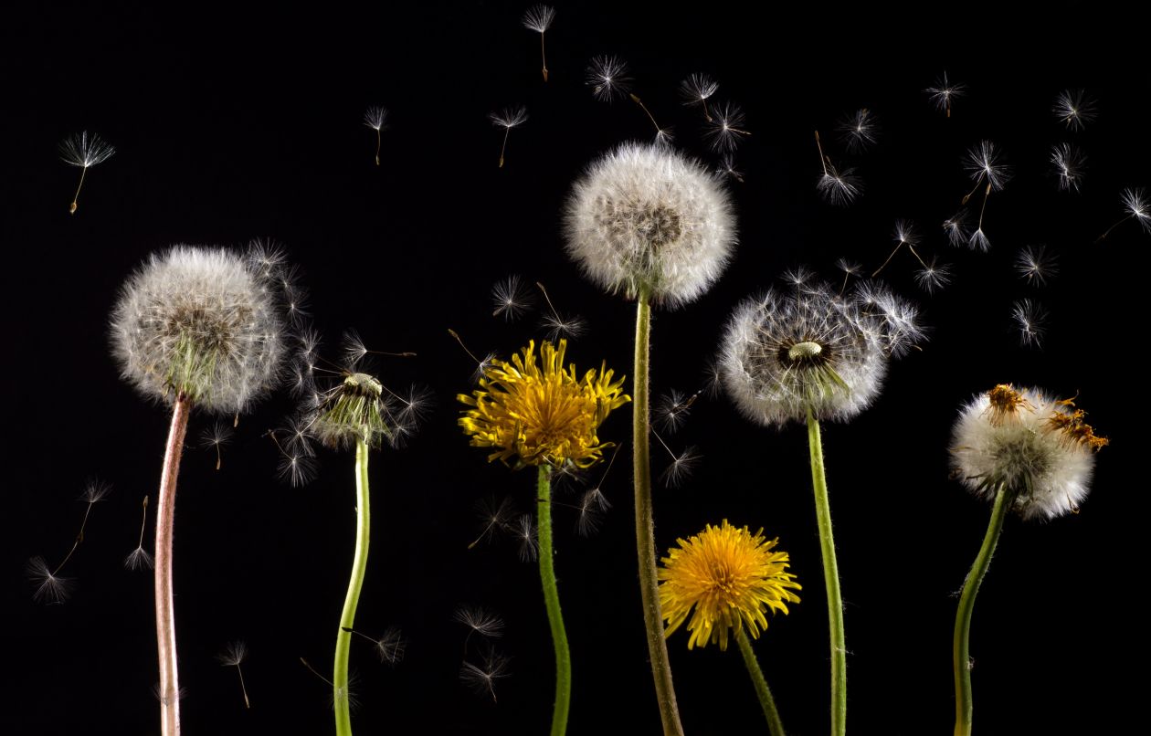 Dandelion Stock Free