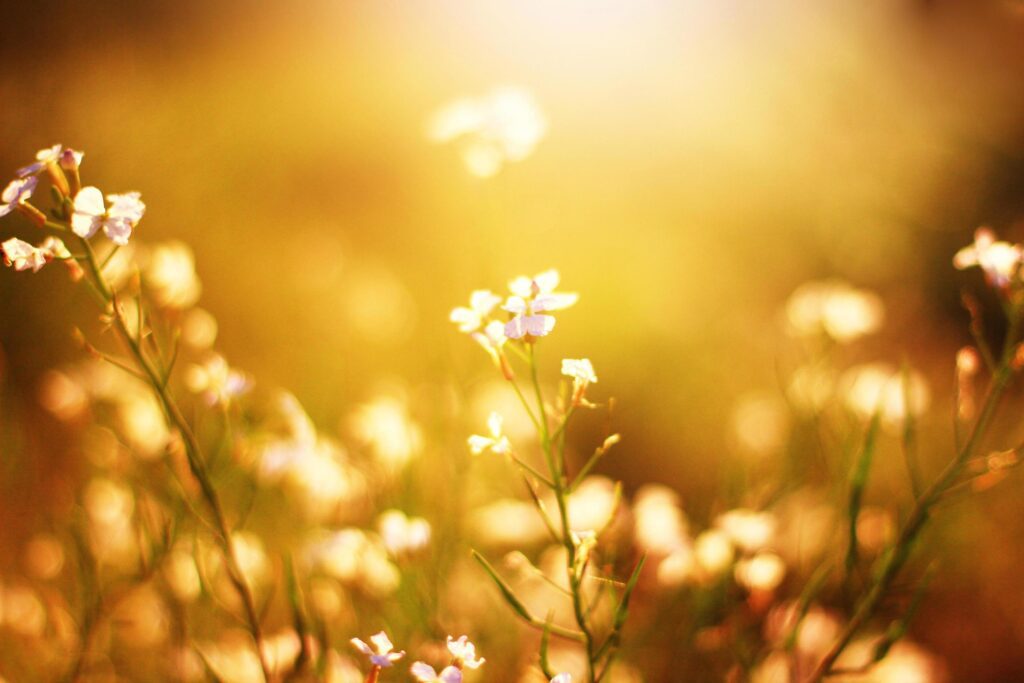 Beautiful bloming white wild flowers fields in springtime and natural sunlight shining on mountain. Stock Free