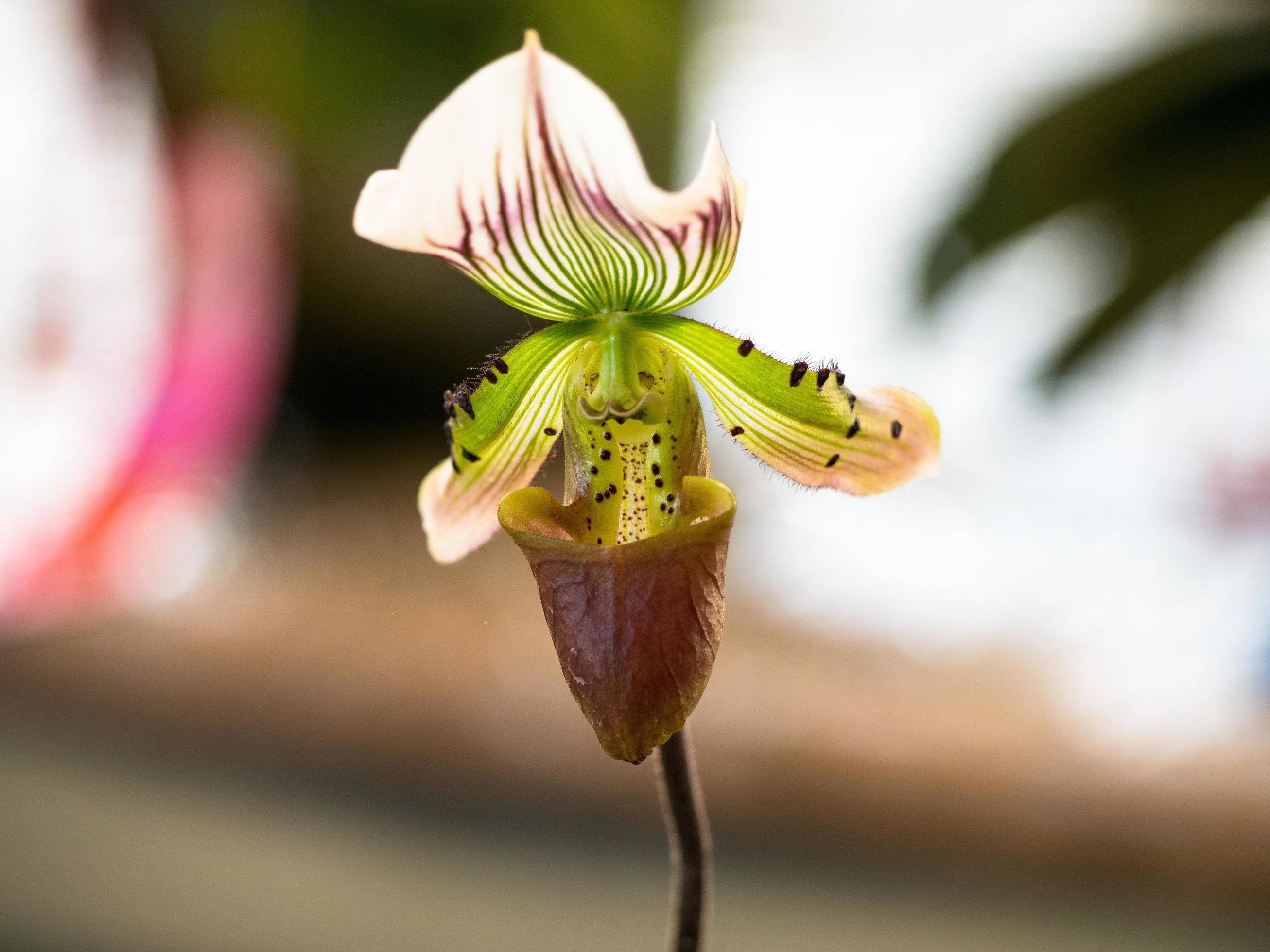 Lady Slipper, Paphiopedilum orchidaceae flowers in the park Stock Free