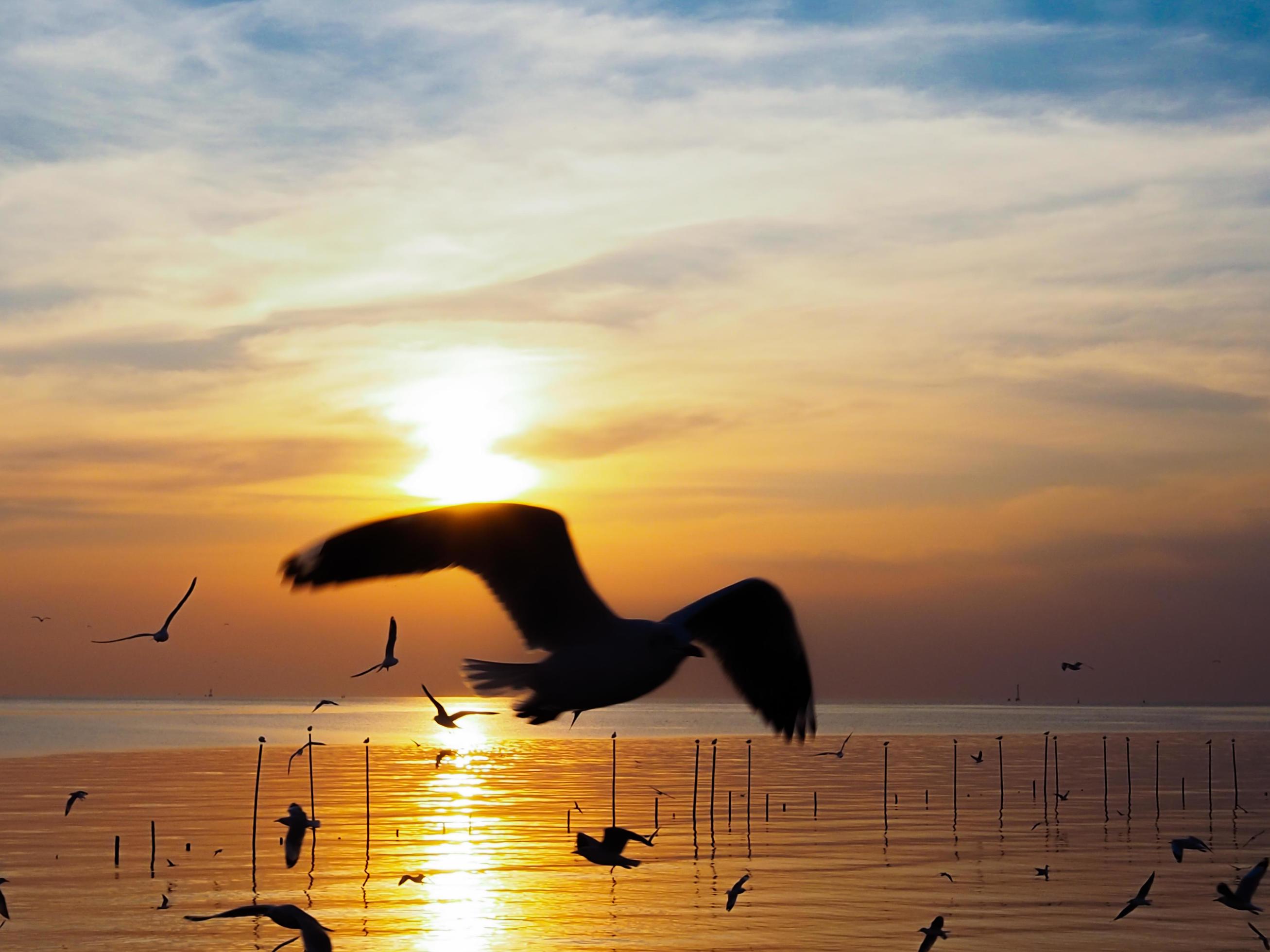 Flock of birds flies above the sea surface. Bird flying back to nest in natural sea and golden sky background during beautiful sunset. Stock Free