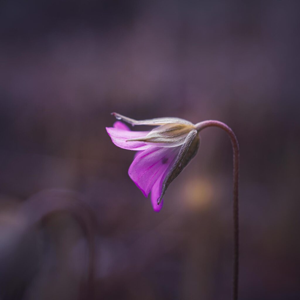 beautiful pink flower plant in the nature in springtime Stock Free