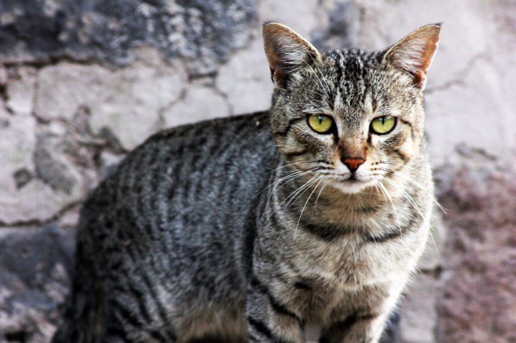 Wild Cat Looking At Camera Stock Free