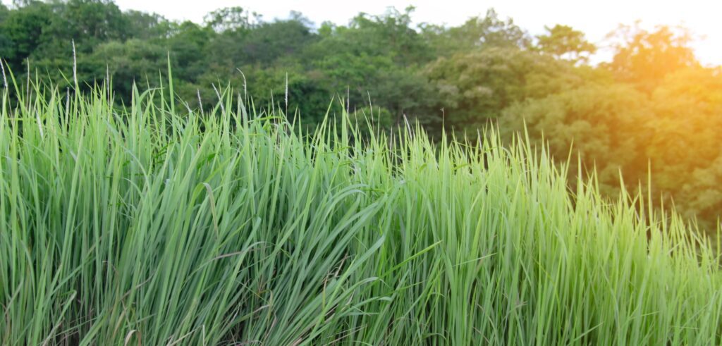 A clump of tall grass with a lush green forest in the background. Stock Free