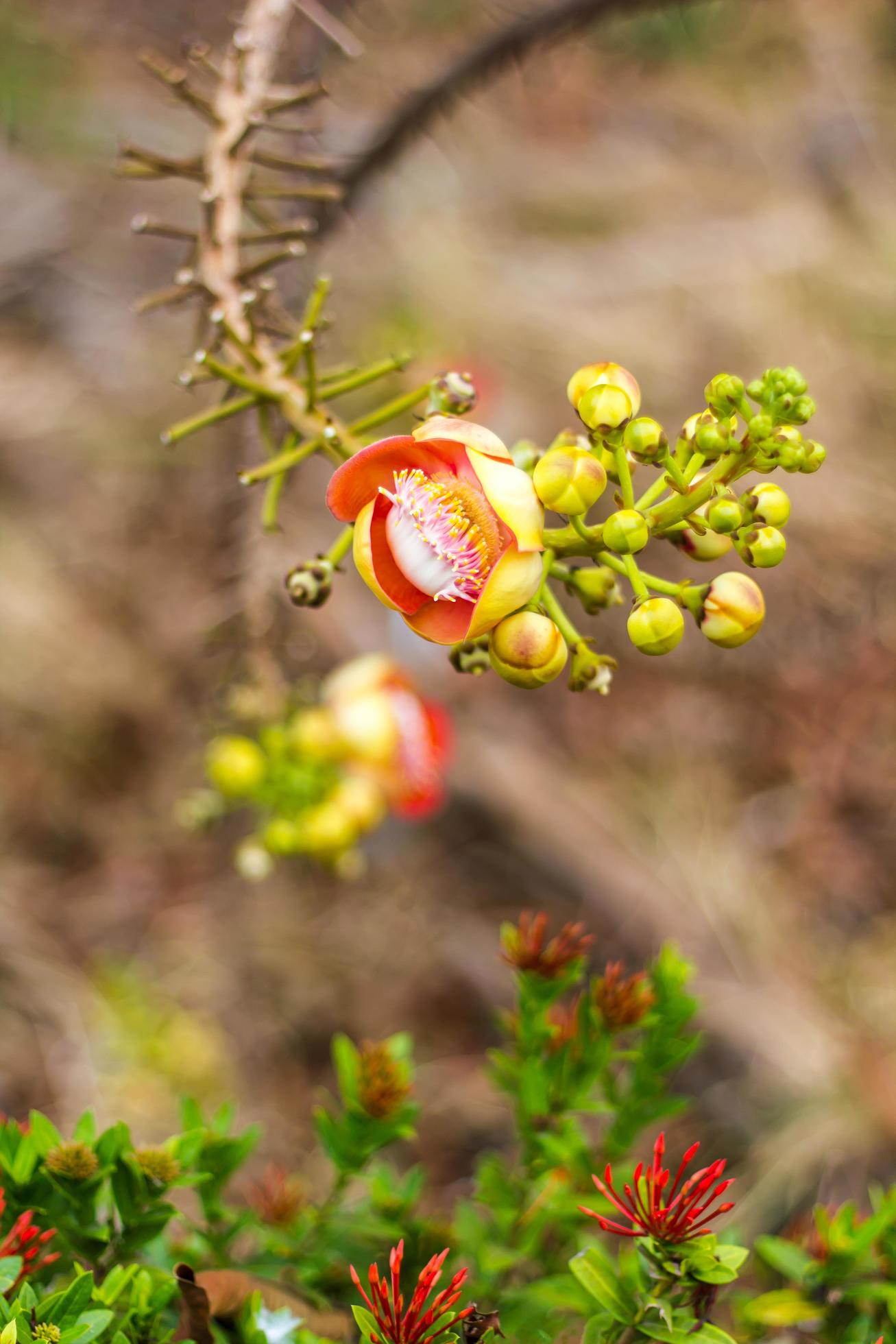 Sal flower scene blurred. Stock Free