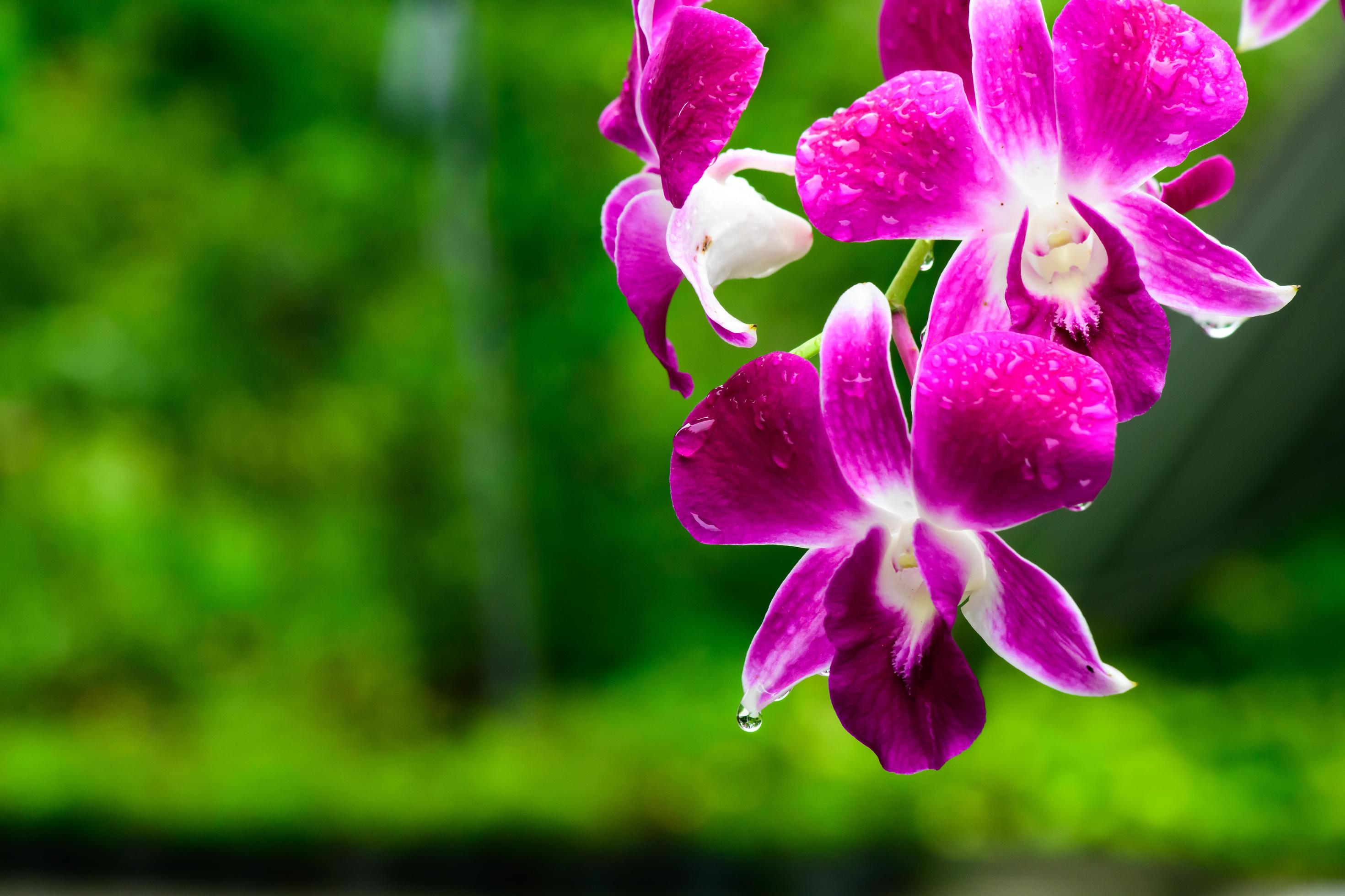 Purple fresh Orchids flowers in garden Stock Free