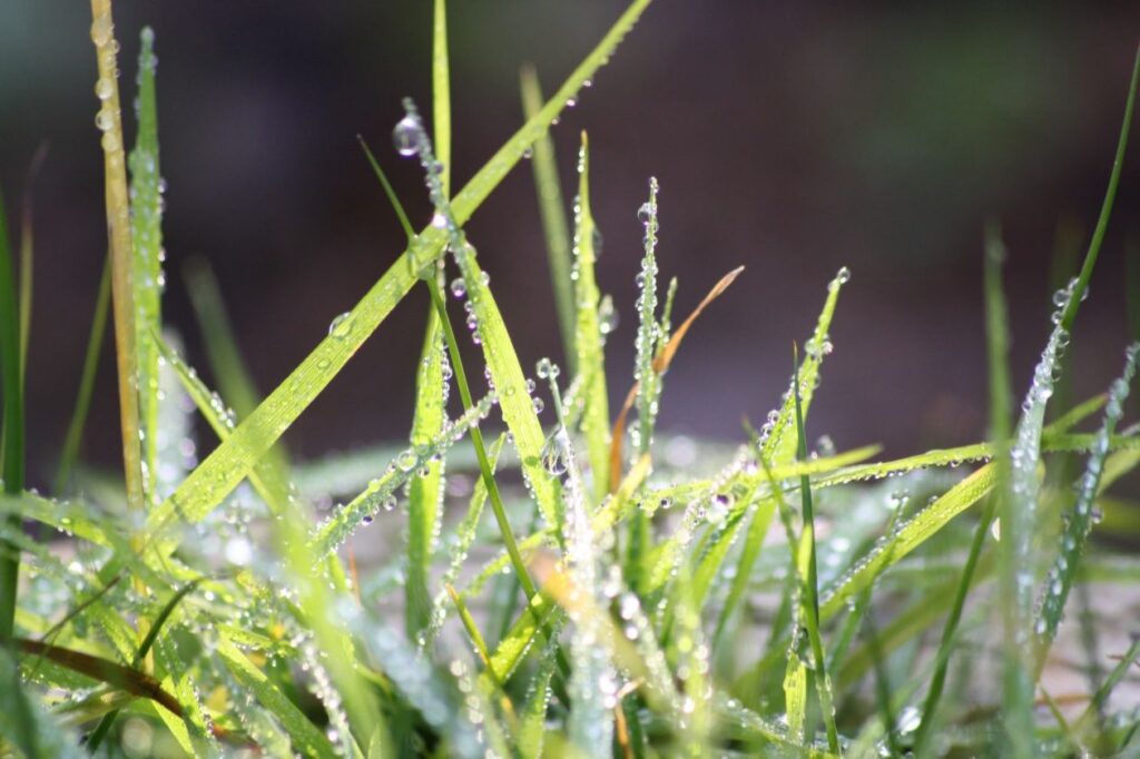 Dewy grass Stock Free