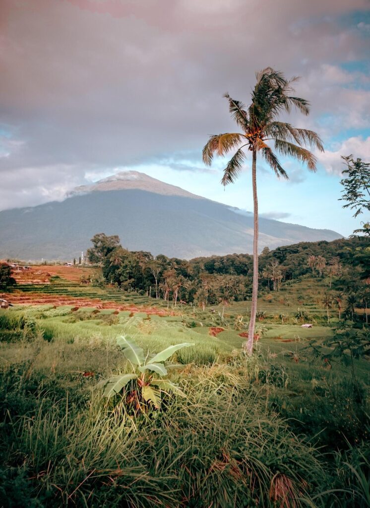 landscape view of rice fields with a hut in the middle and mountains in the background Stock Free