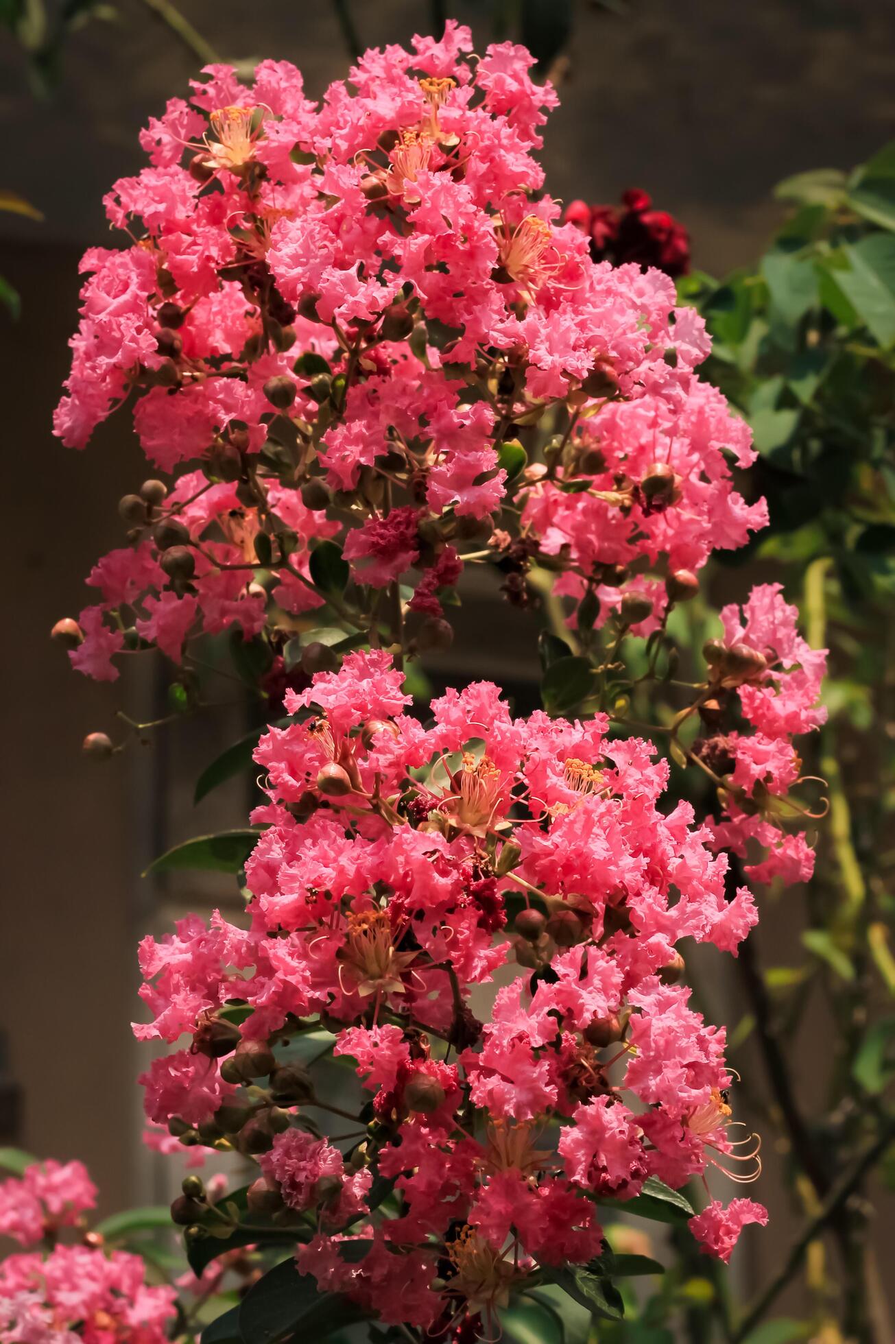 Lagerstroemia flower blooms in the garden. Lagerstroemia flower have latin named lagerstroemia. Lagerstroemia flower from lythraceae family Stock Free