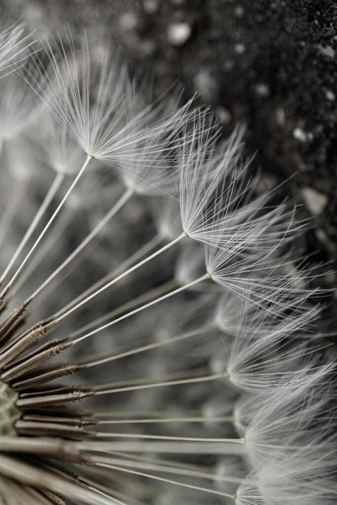 romantic white dandelion flower seed in springtime Stock Free