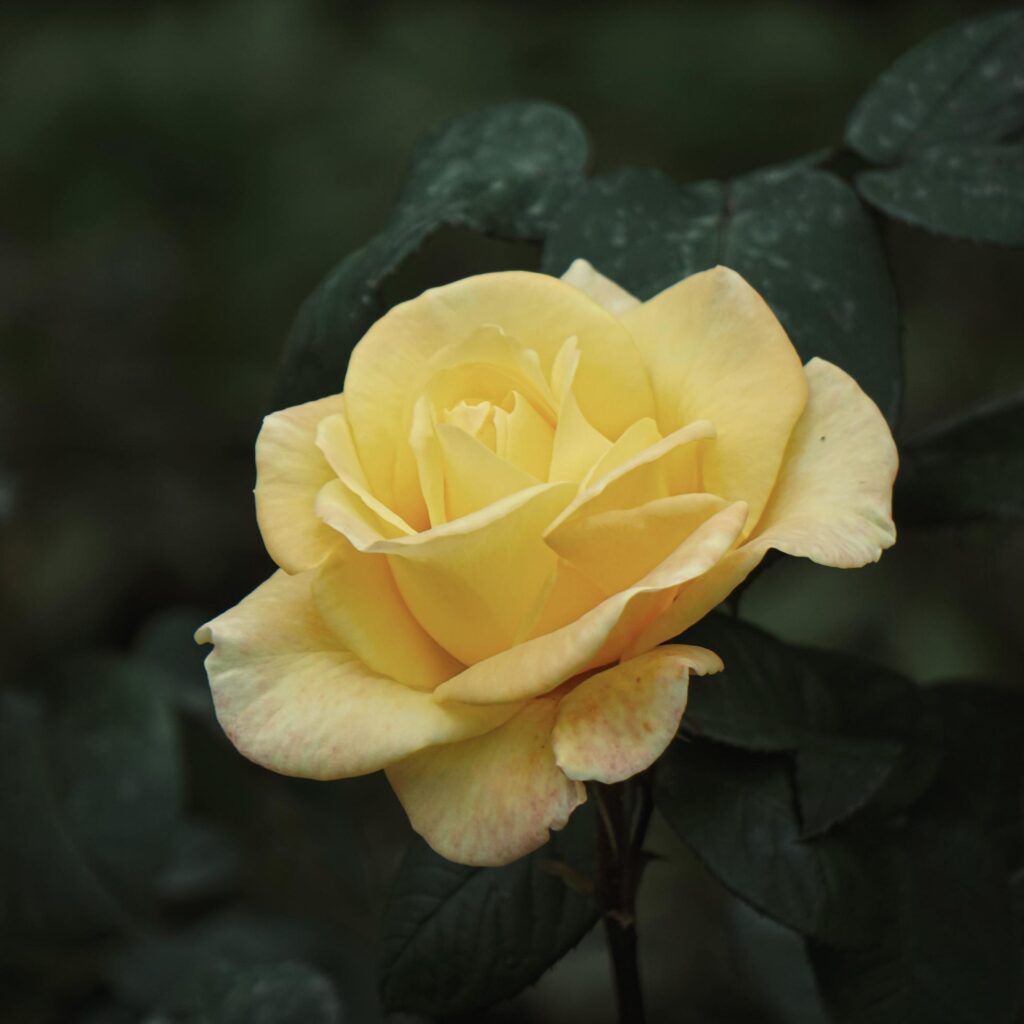 romantic yellow rose flower for valentine’s day Stock Free