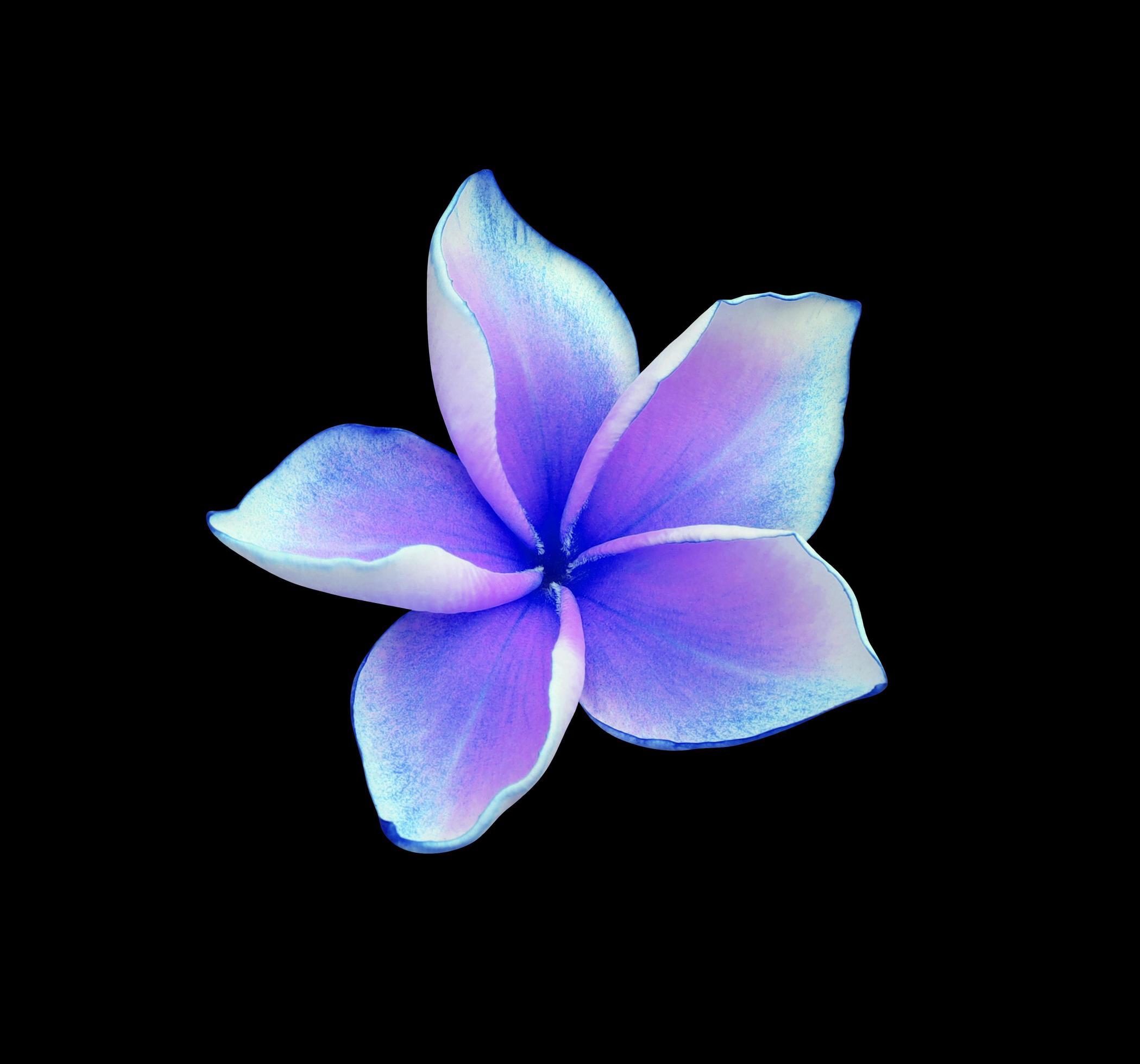 Plumeria or Frangipani flower. Close up blue-purple single plumeria flower isolated on black background. Stock Free