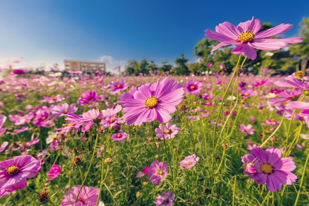 Natural view cosmos filed and sunset on garden background Stock Free