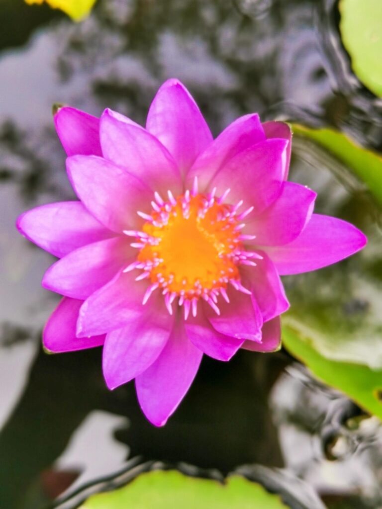 Blooming lotus, pinkish purple with yellow stamens a beautiful flower Stock Free