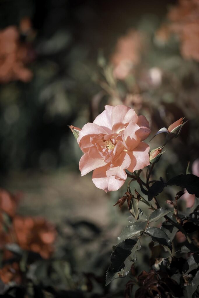 Orange roses blooming in the summer garden, one of the most fragrant flowers, best smelling, beautiful and romantic flowers Stock Free