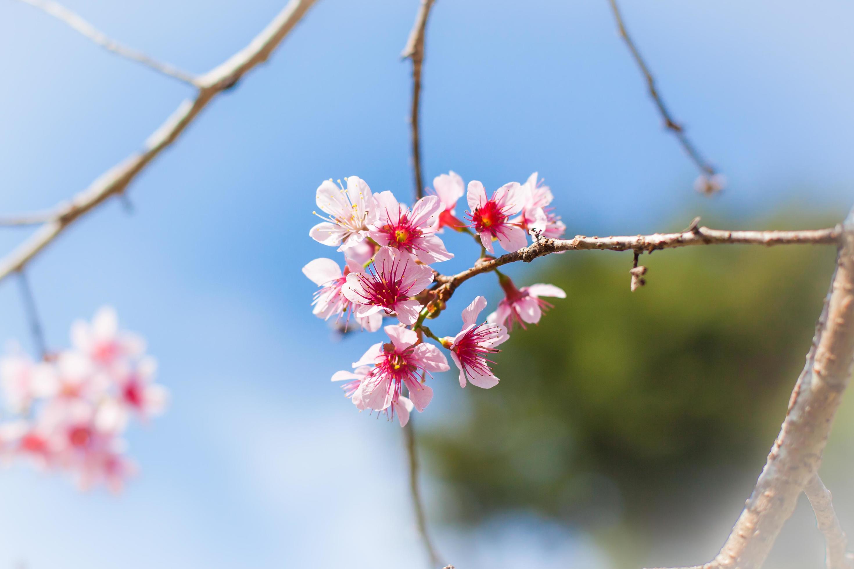 cherry blossom flower and sky clouds for natural background. Stock Free