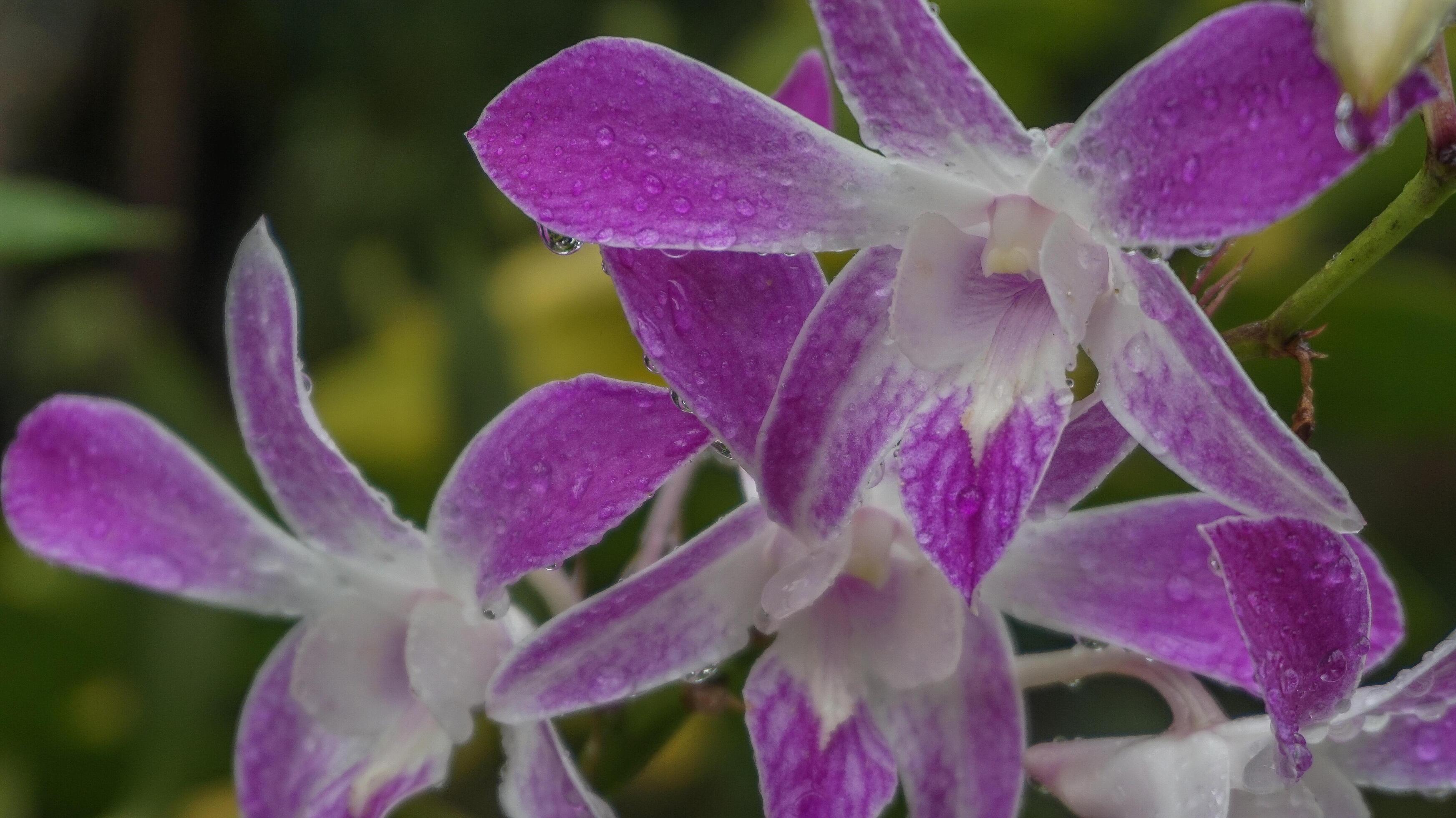 Orchid flowers, nature background, atmosphere after rain Stock Free