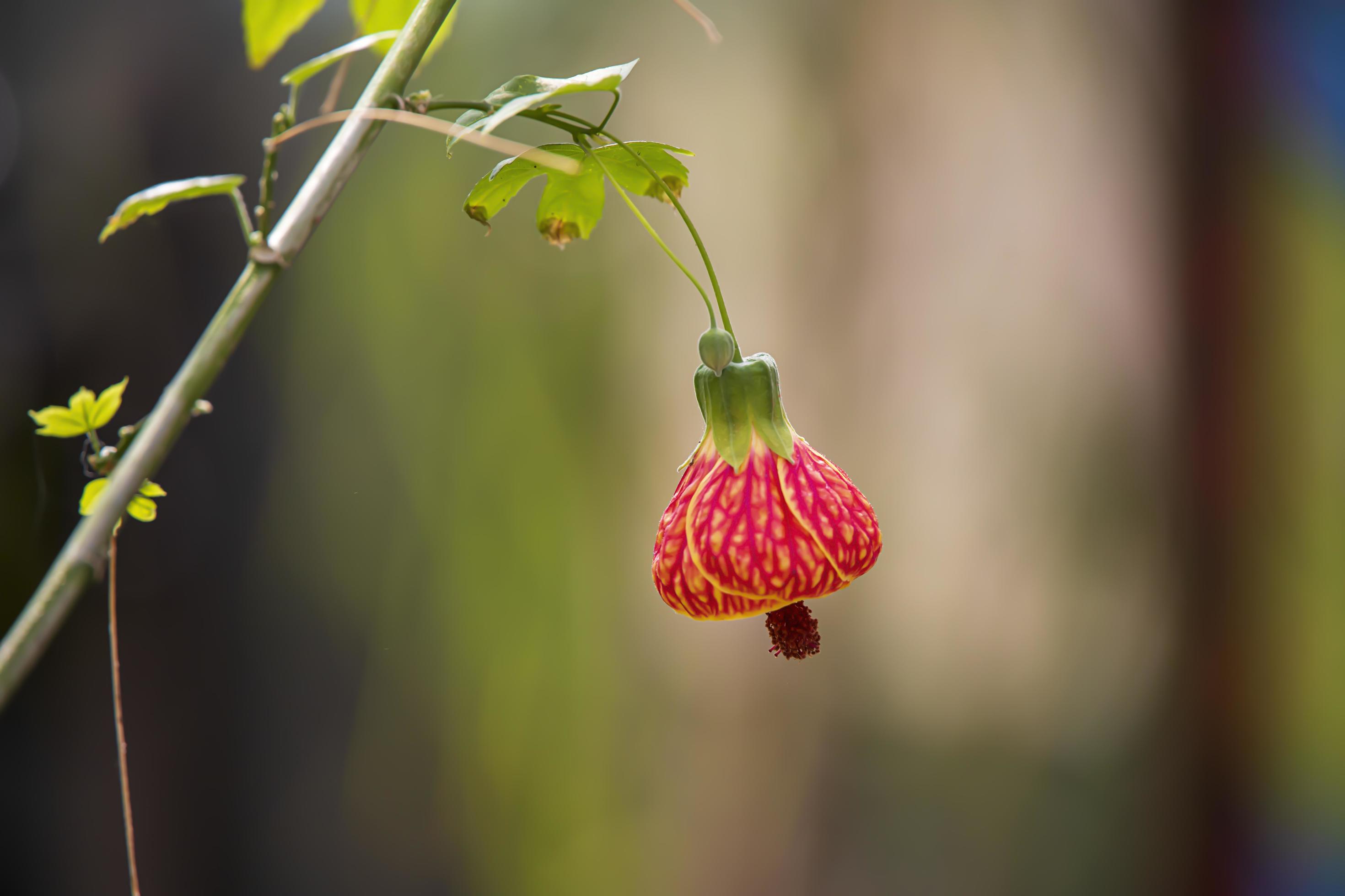 Pink flower blossoms on a plant in spring Stock Free