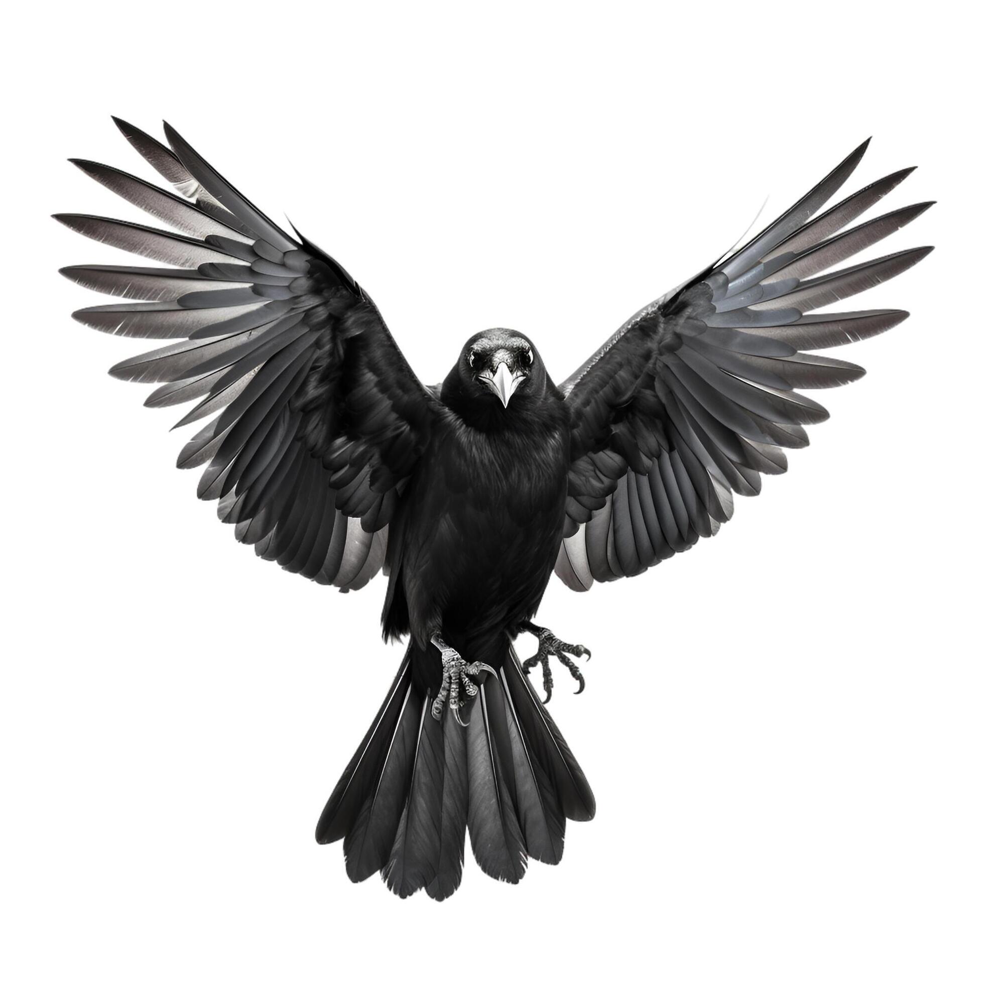 Close up Realistic Raven with Spread Wings – Detailed Crow front view Photography isolated on white background Stock Free