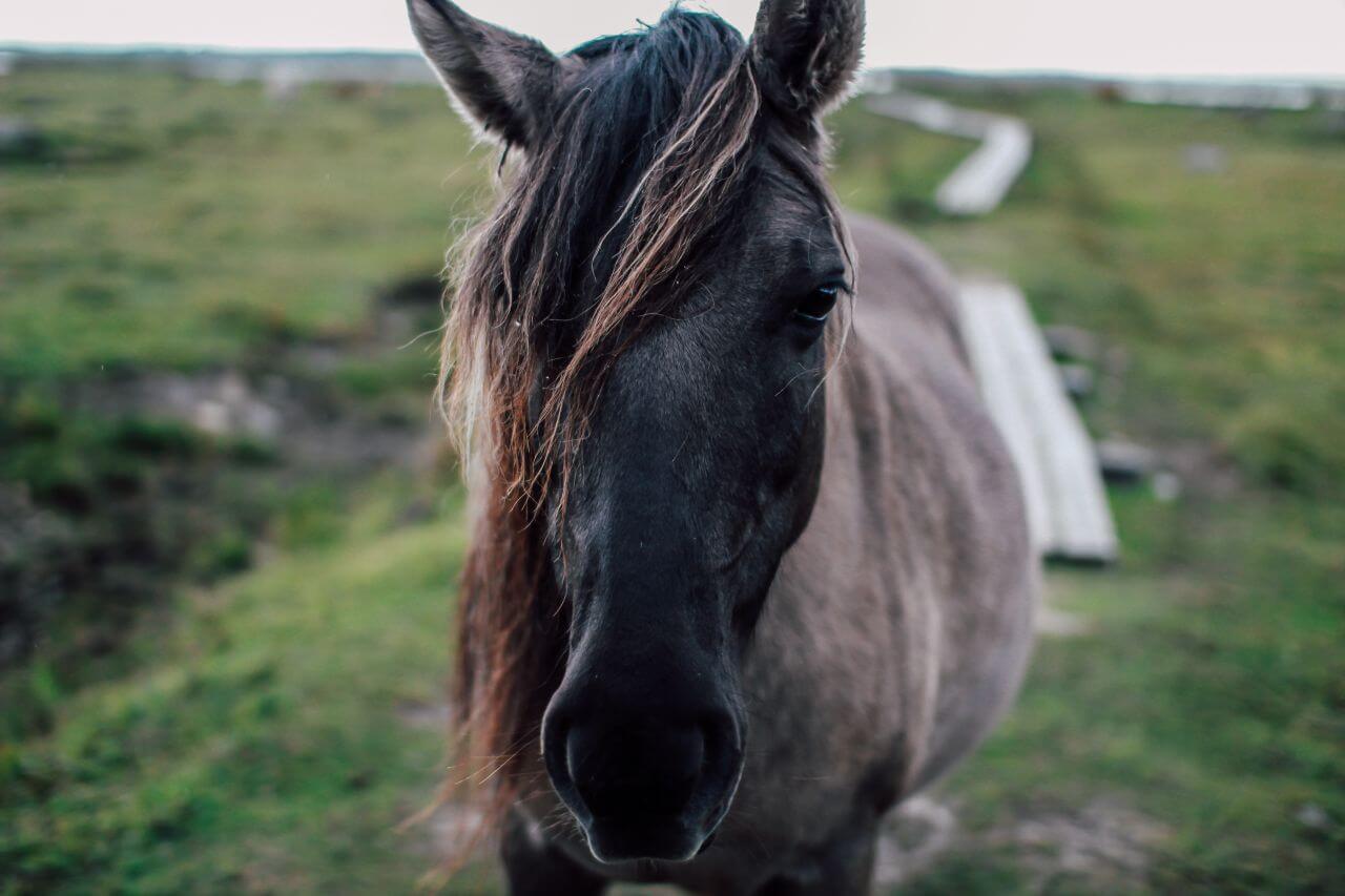 Stylish Horse Field Stock Free