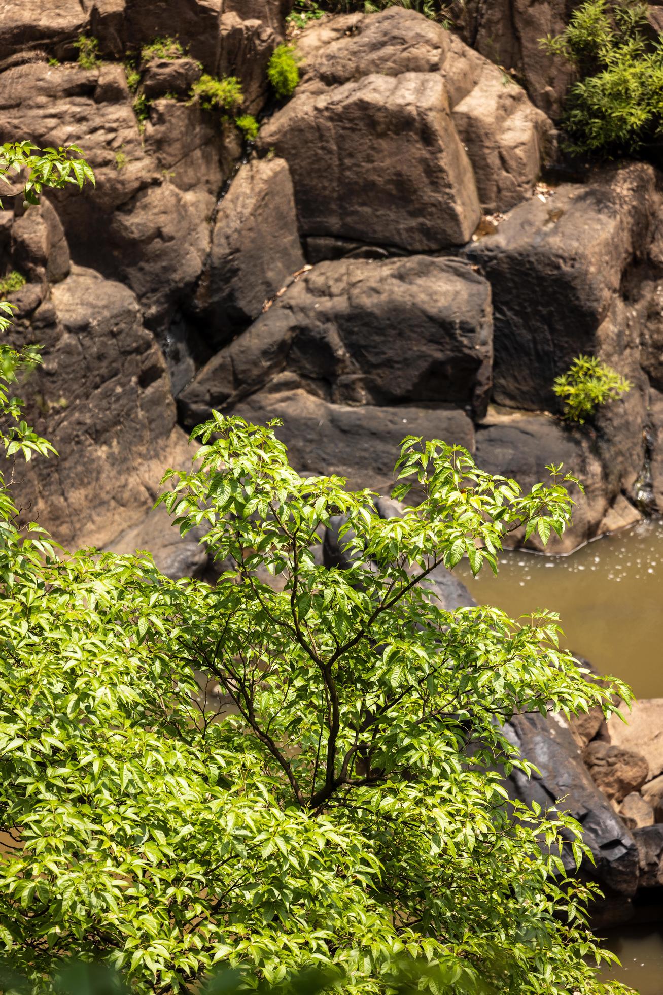 A natural waterfall in a big forest in the midst of beautiful nature. Stock Free