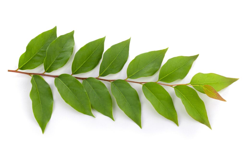 fresh green leaves isolated on a white background Stock Free