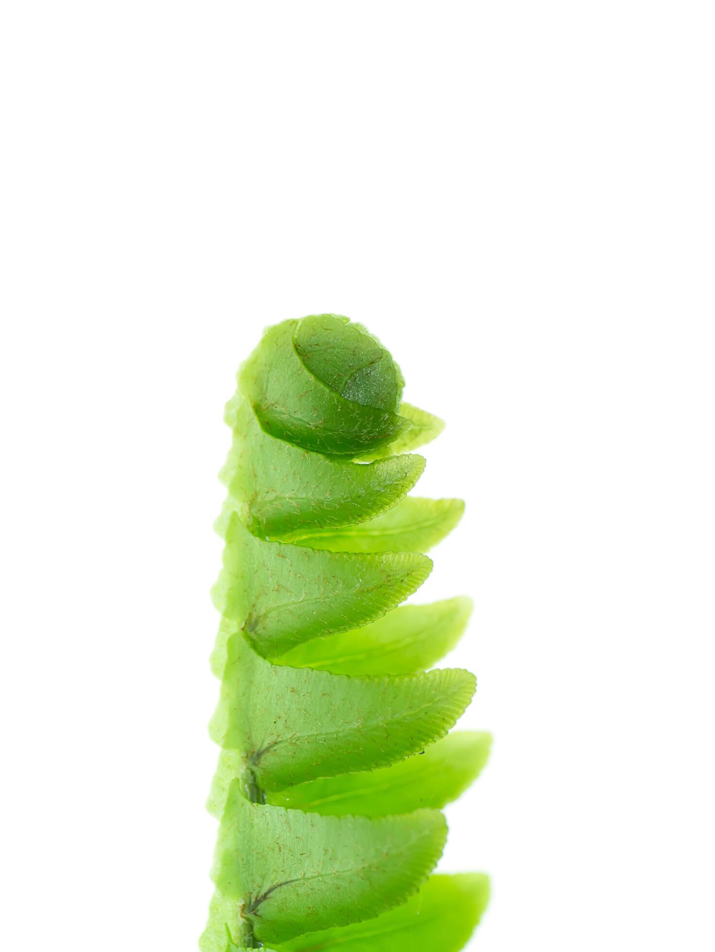 Close up fern leaf on white background. Stock Free