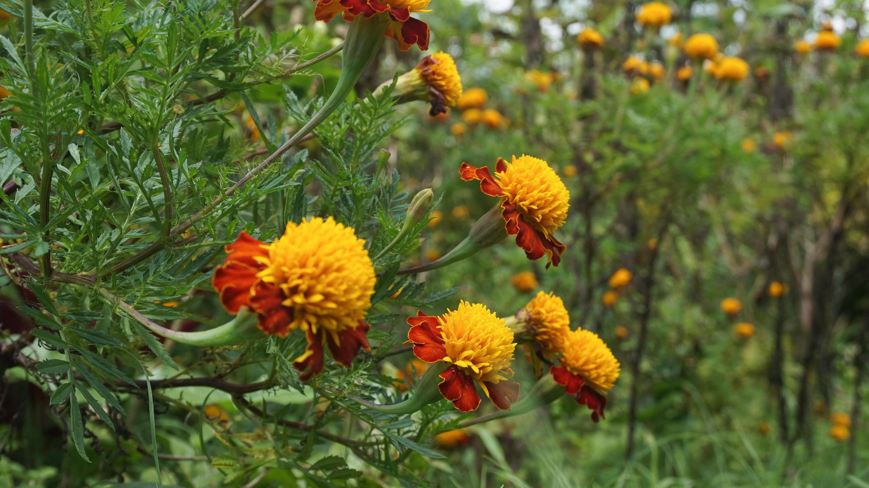 beautiful marigold flowers with nature background Stock Free