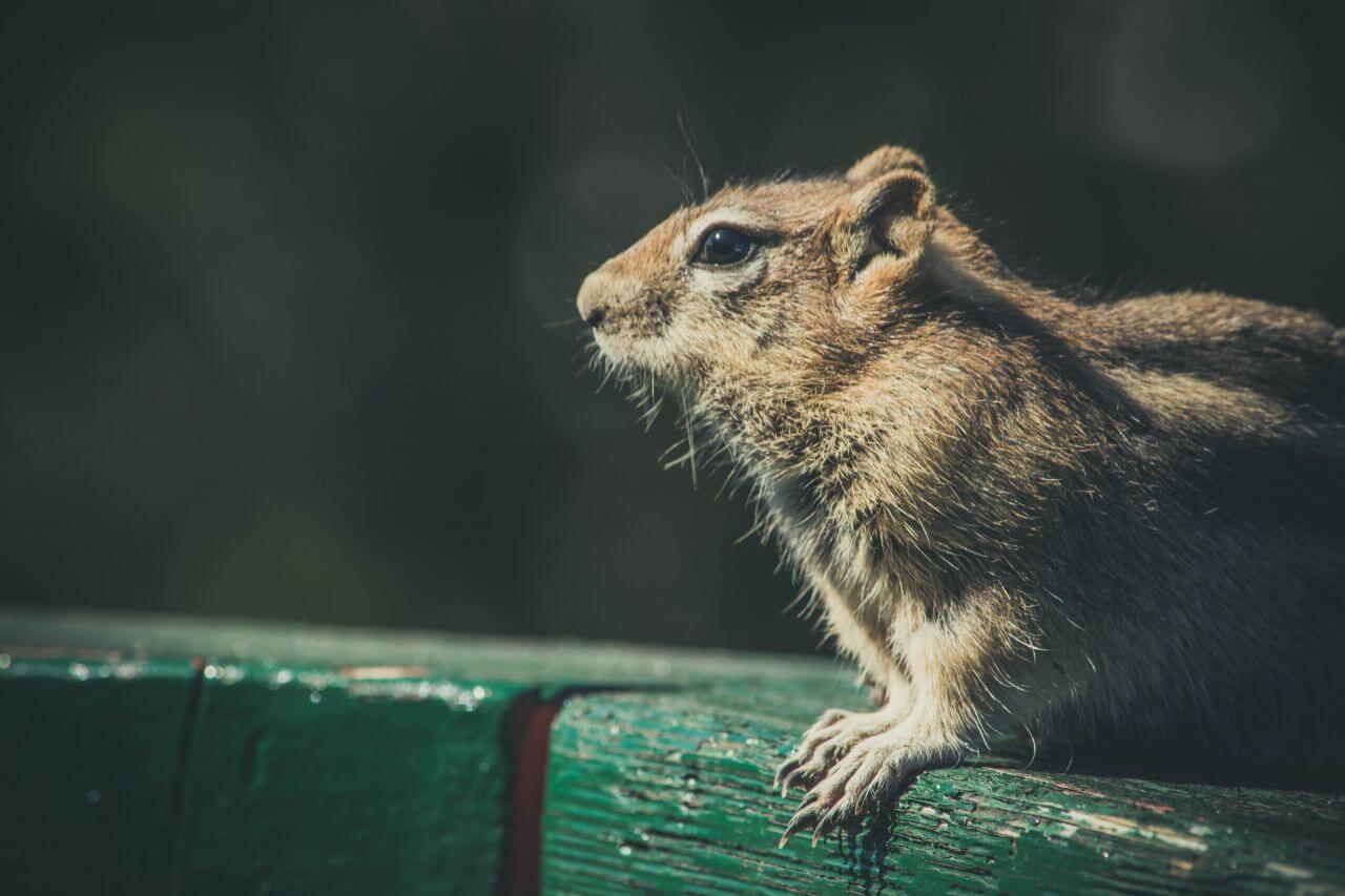 Chipmunk Closeup Stock Free