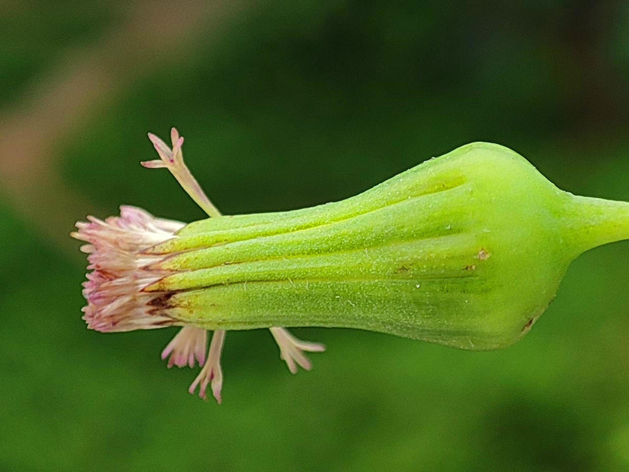 green natural Flower Wallpaper download Stock Free