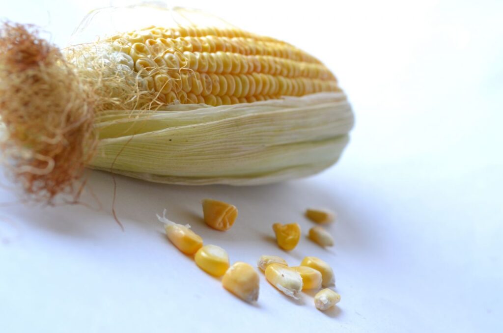 Maize 2 Stock Free