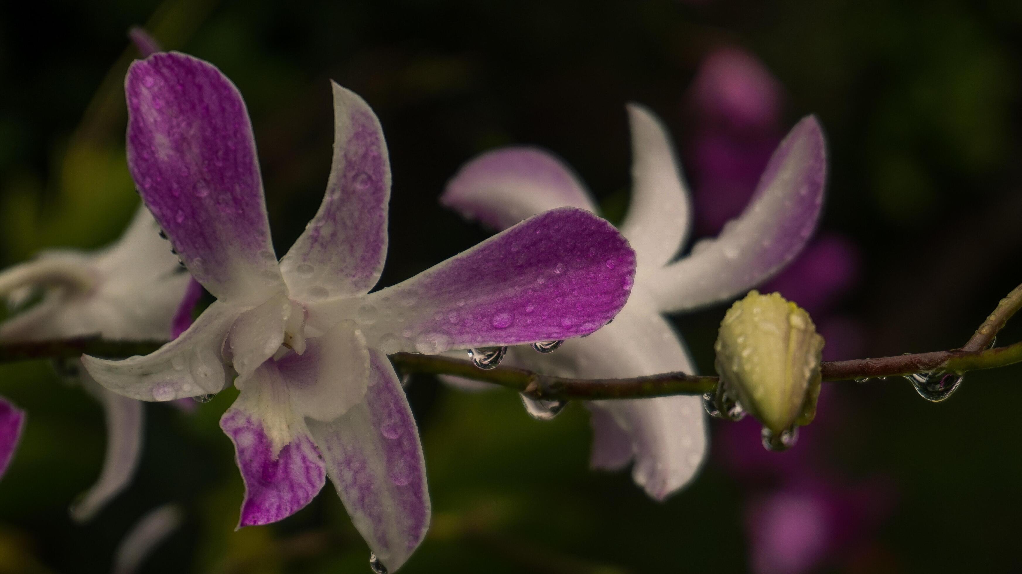 Orchid flowers, nature background, atmosphere after rain Stock Free