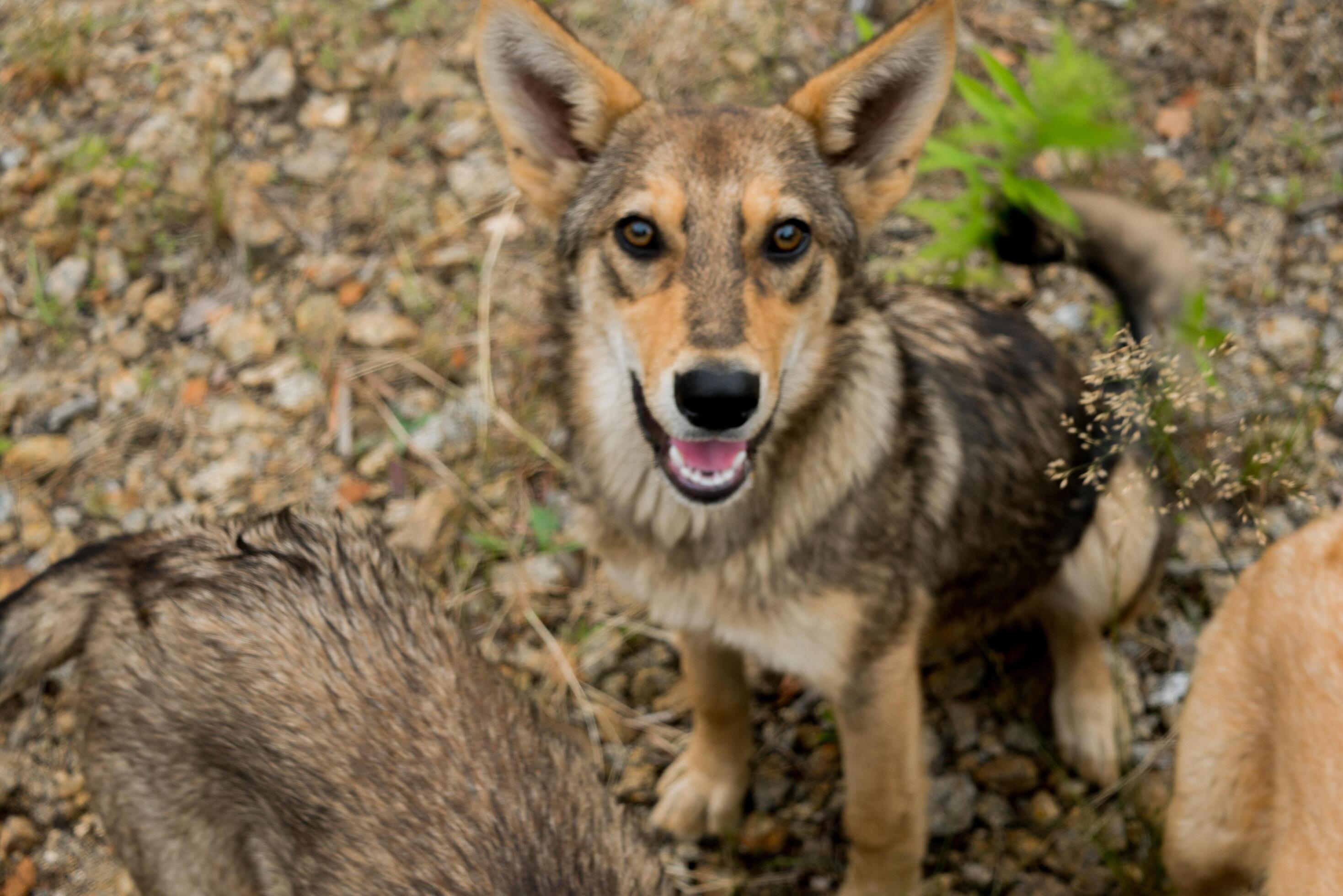 Pack of young dogs are together outdoors. Family, a group of dogs of the same breed on a walk in the forest. Stock Free