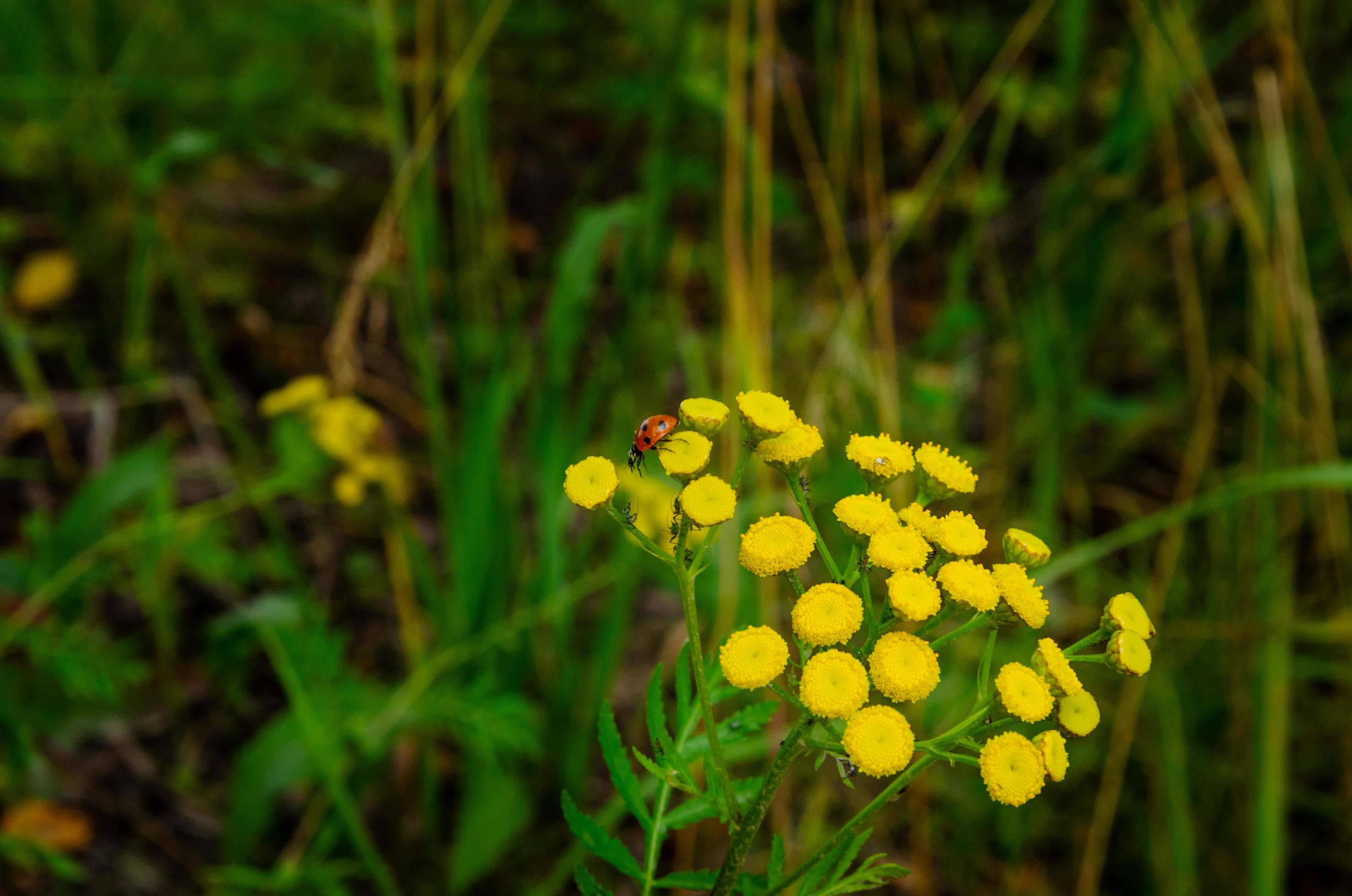 yellow tansy flowers with ladybug on flower Stock Free