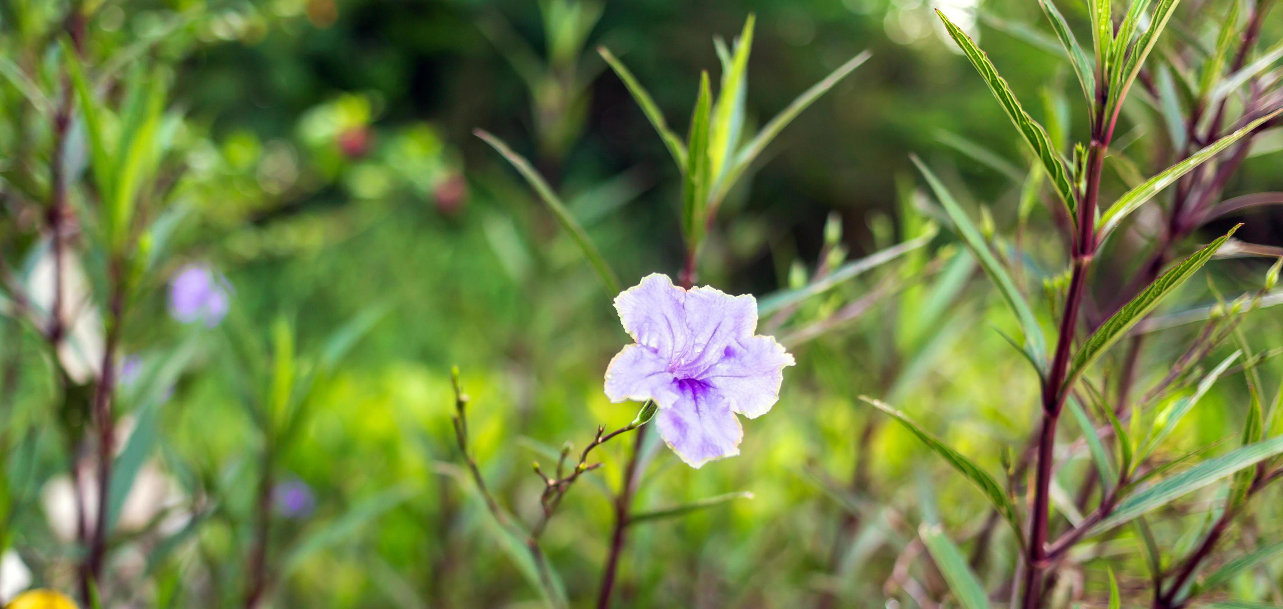 Close-up of Ruellia tuberosa purple flowers or purple flower nature background Stock Free