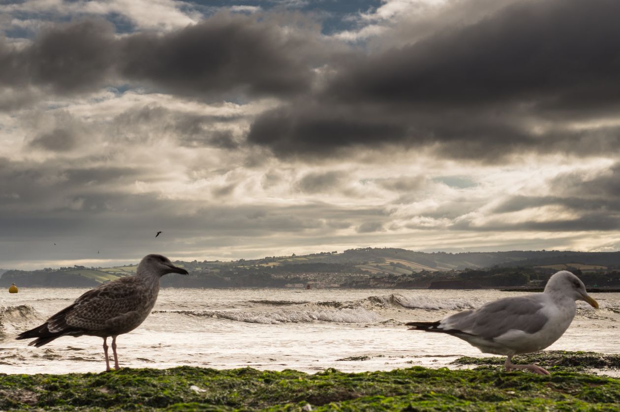 Seagulls at the beach Stock Free