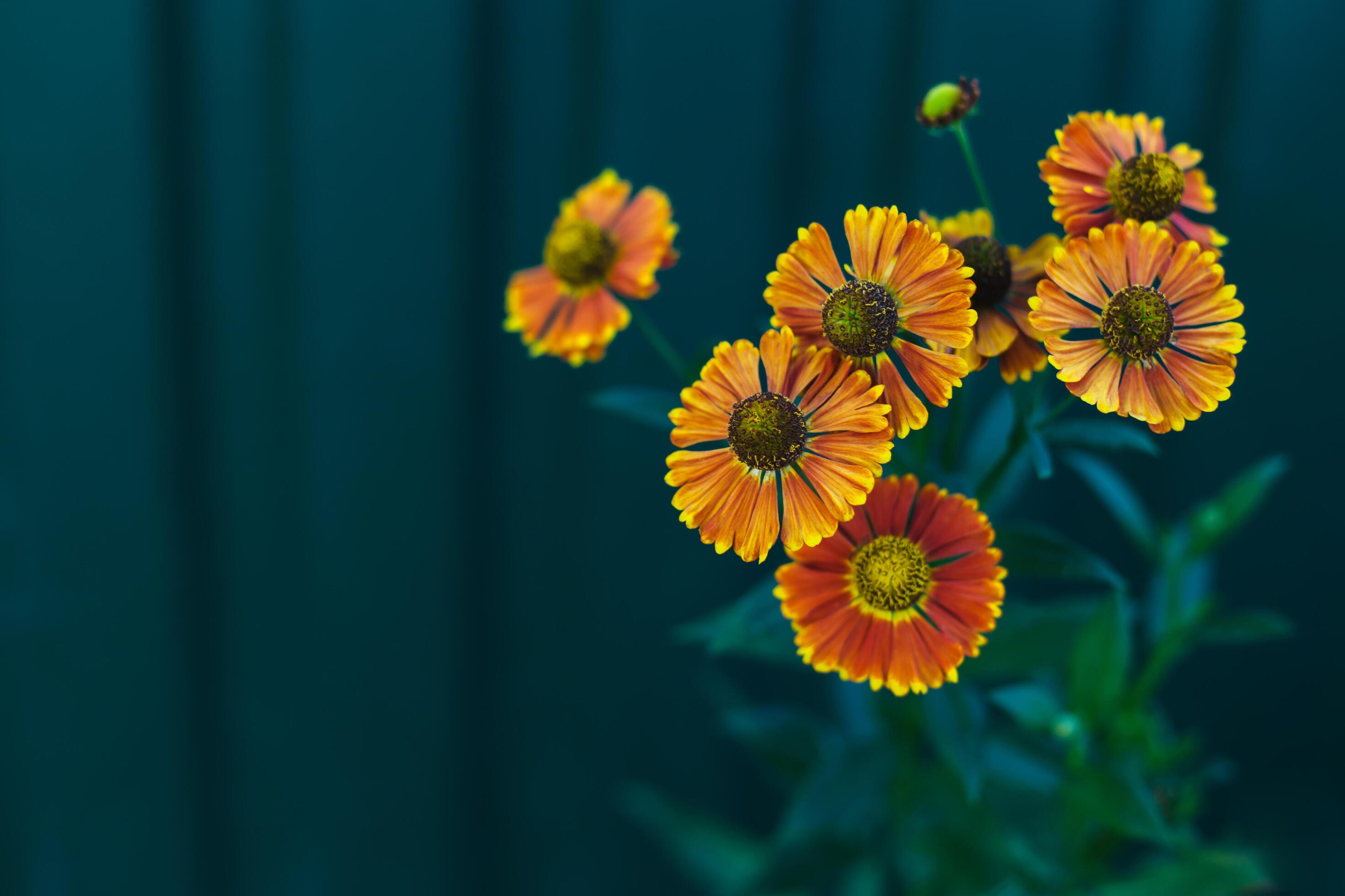 Bright orange flowers of Helenium autumnale on dark green background. Stock Free